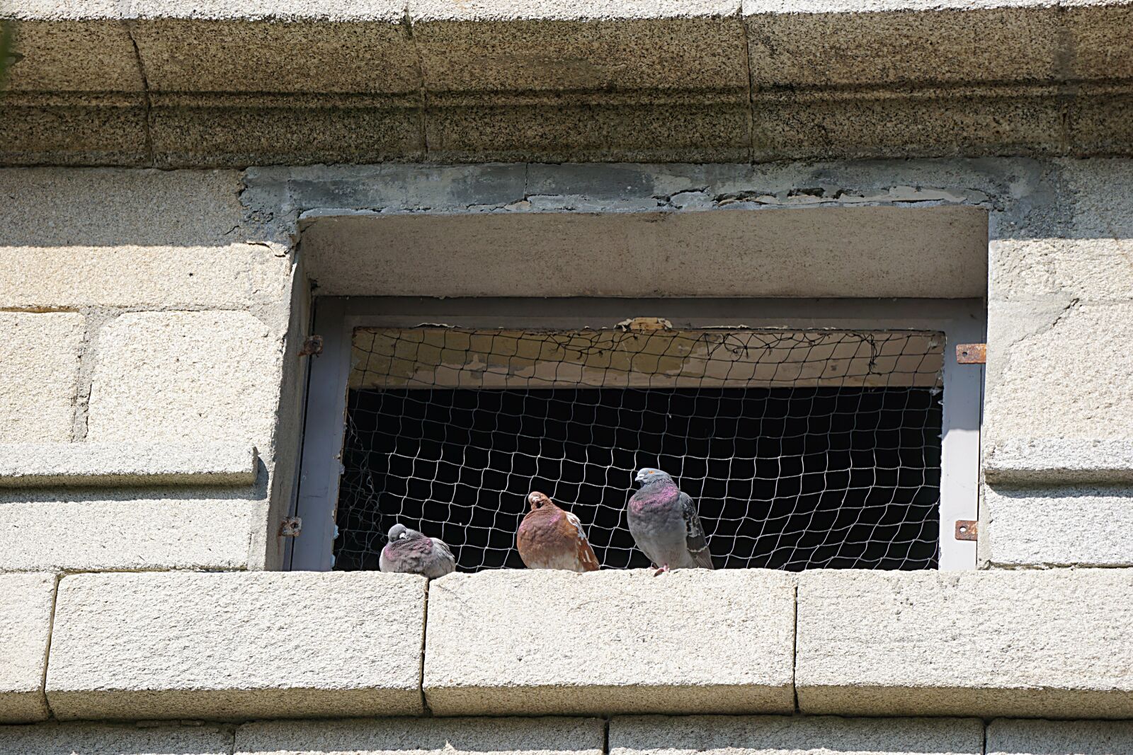 Sony a6000 sample photo. Pigeons, birds, animal photography