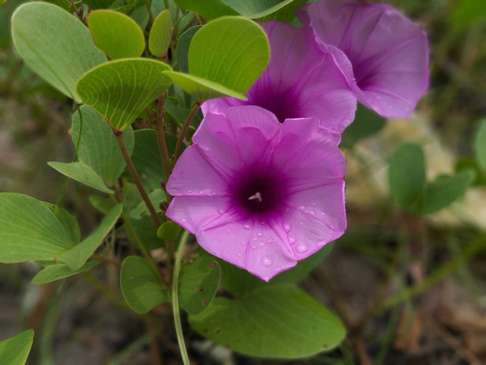 Samsung Galaxy A6+ sample photo. Flower, green, purple photography