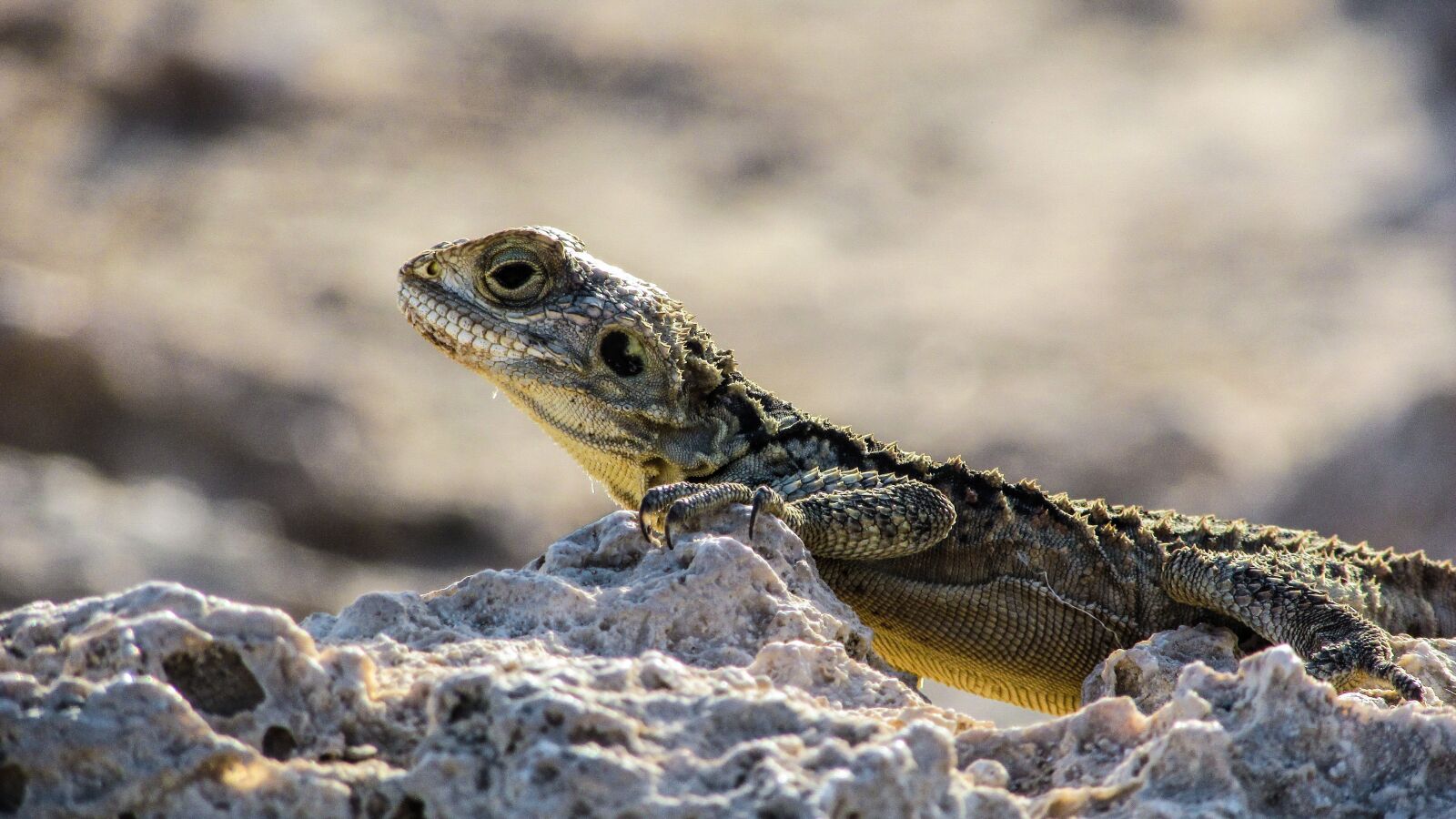 Canon PowerShot SX400 IS sample photo. Cyprus, lizard, kurkutas photography