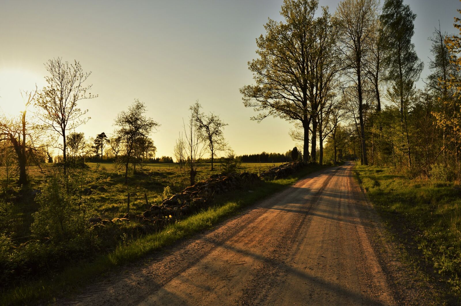 Nikon D3200 sample photo. Blue, forest, grass, green photography