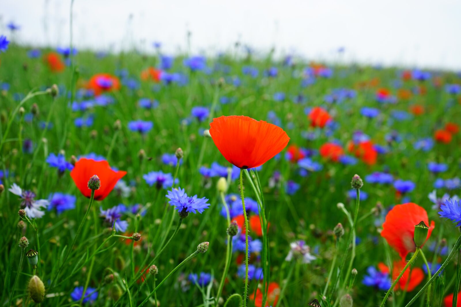 Sony a7 + Sony FE 28-70mm F3.5-5.6 OSS sample photo. Field of poppies, kornblumenfeld photography