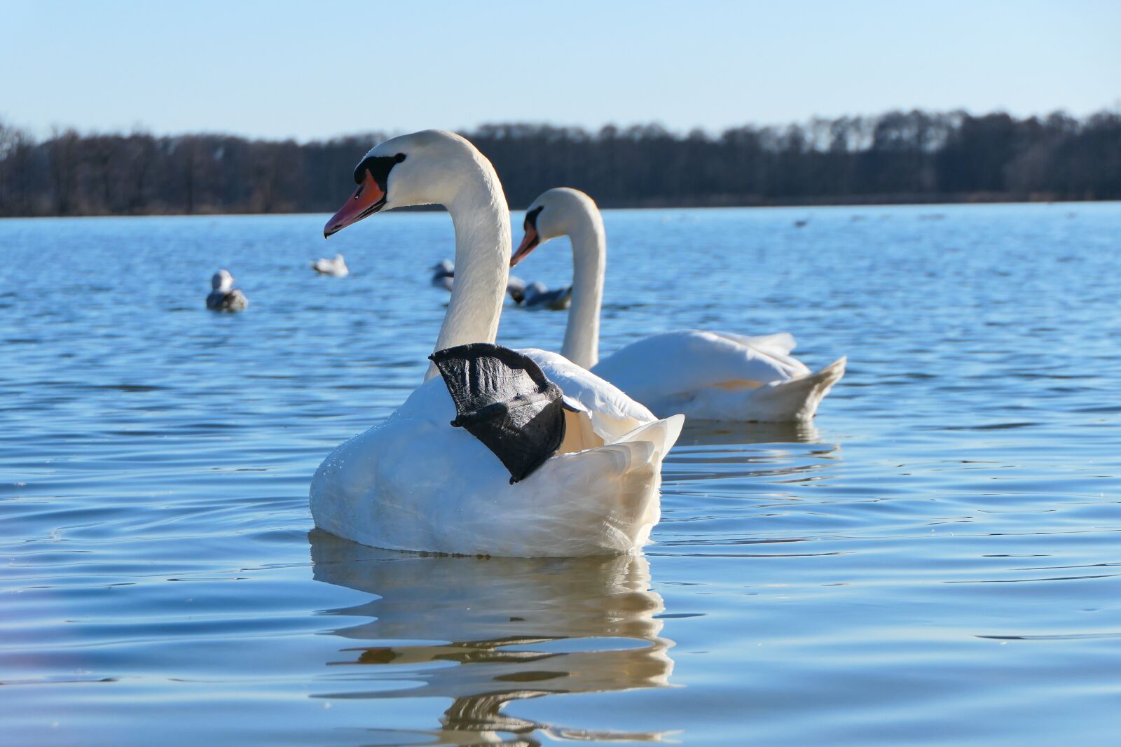 Panasonic Lumix DMC-FZ2500 (Lumix DMC-FZ2000) sample photo. Mute swan, tom, honor photography