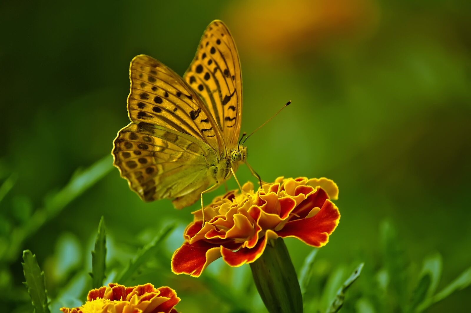 Canon EOS 7D sample photo. Butterfly, nature, flower photography