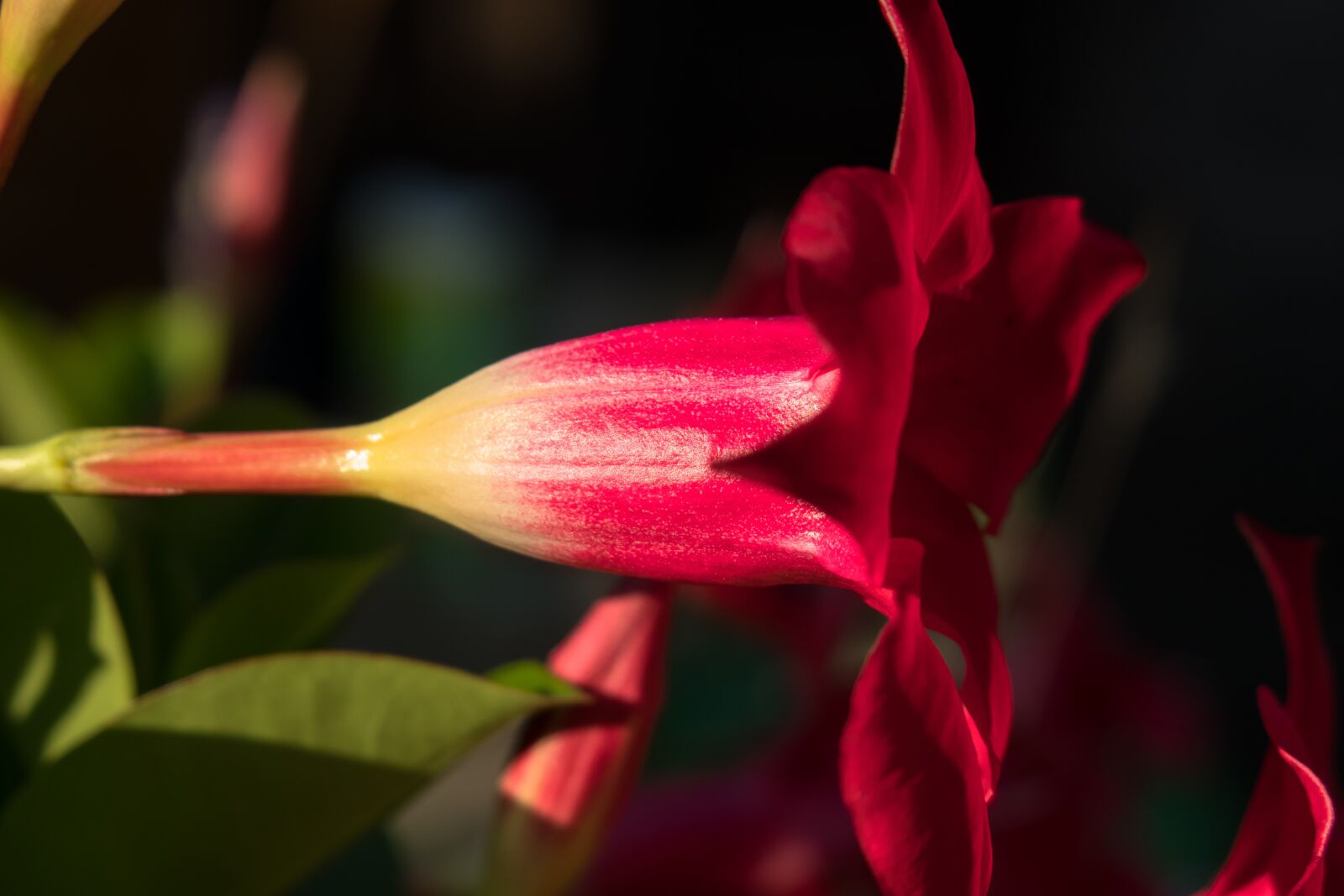 Canon PowerShot G3 X sample photo. Mandevilla, blossom, bloom photography
