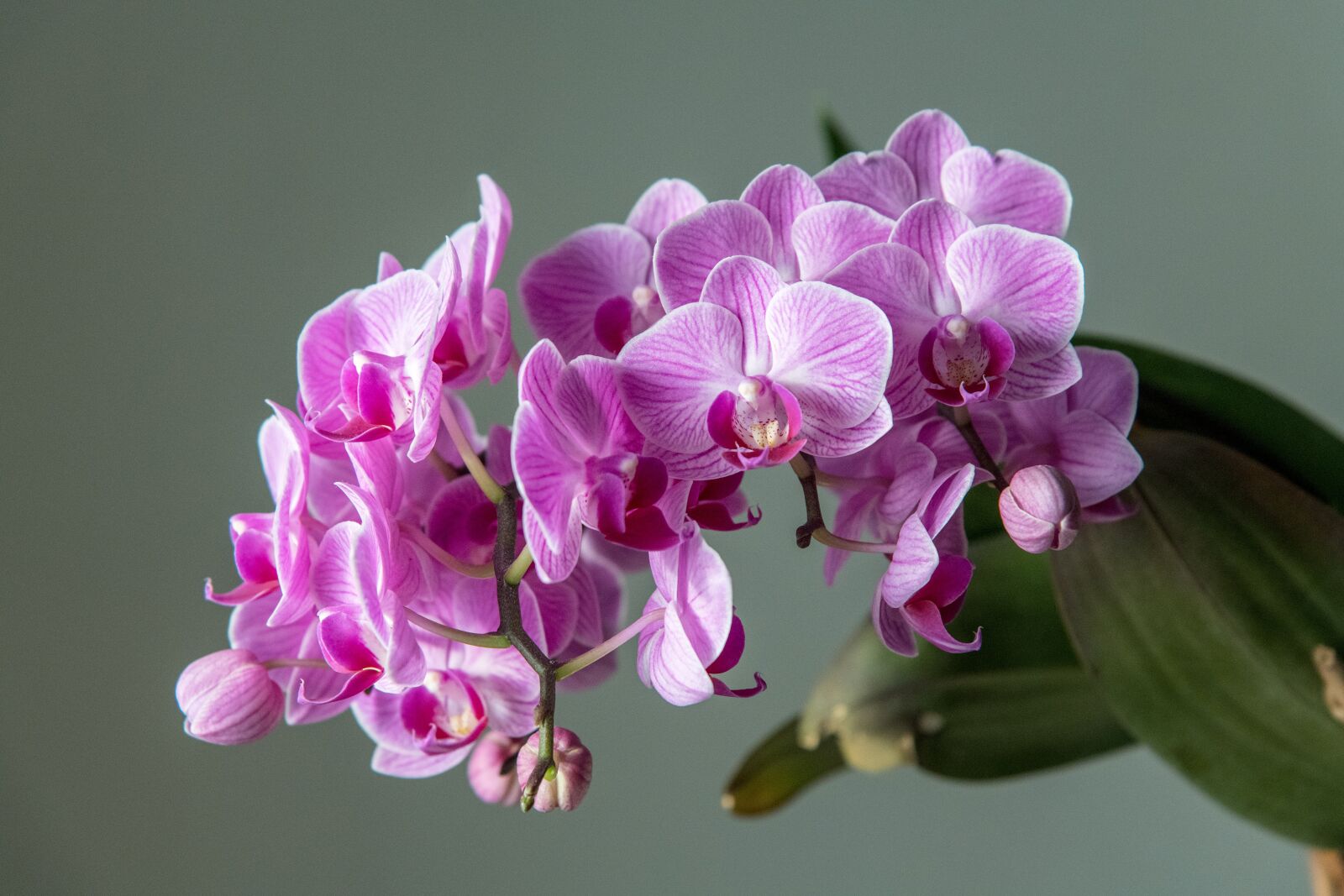Nikon D850 sample photo. Orchid, flower, pink photography
