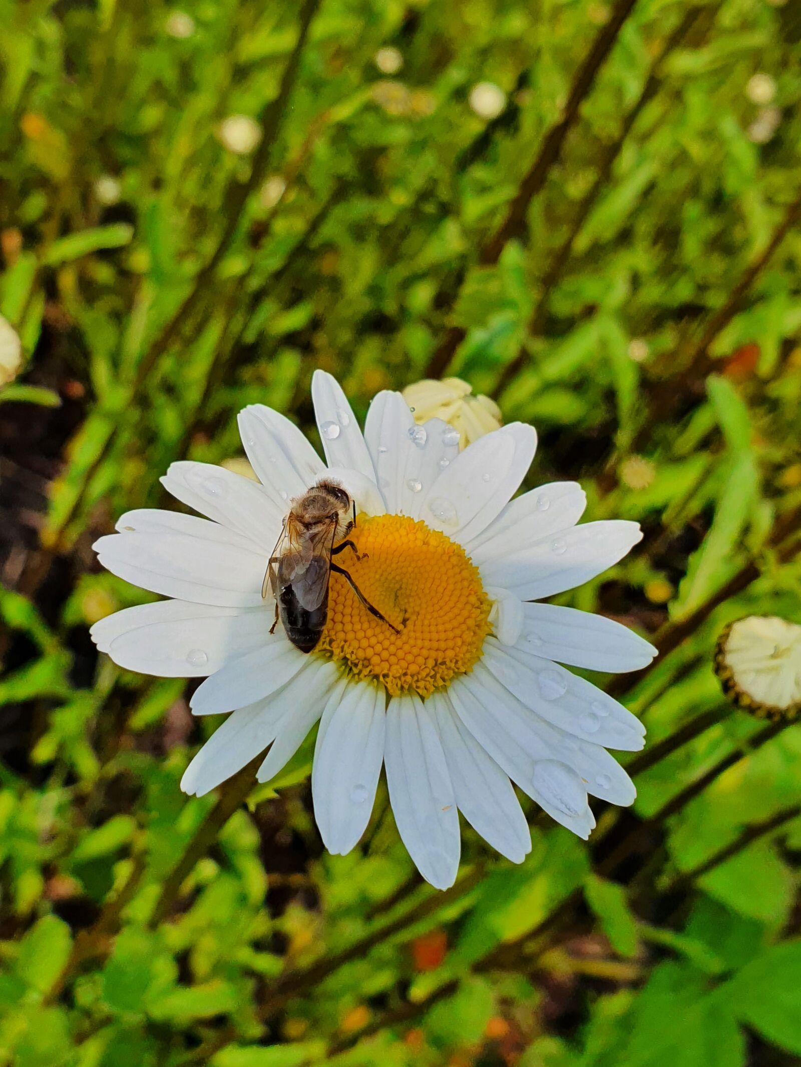 Samsung Galaxy S10 sample photo. Chamomile, bee, glade photography