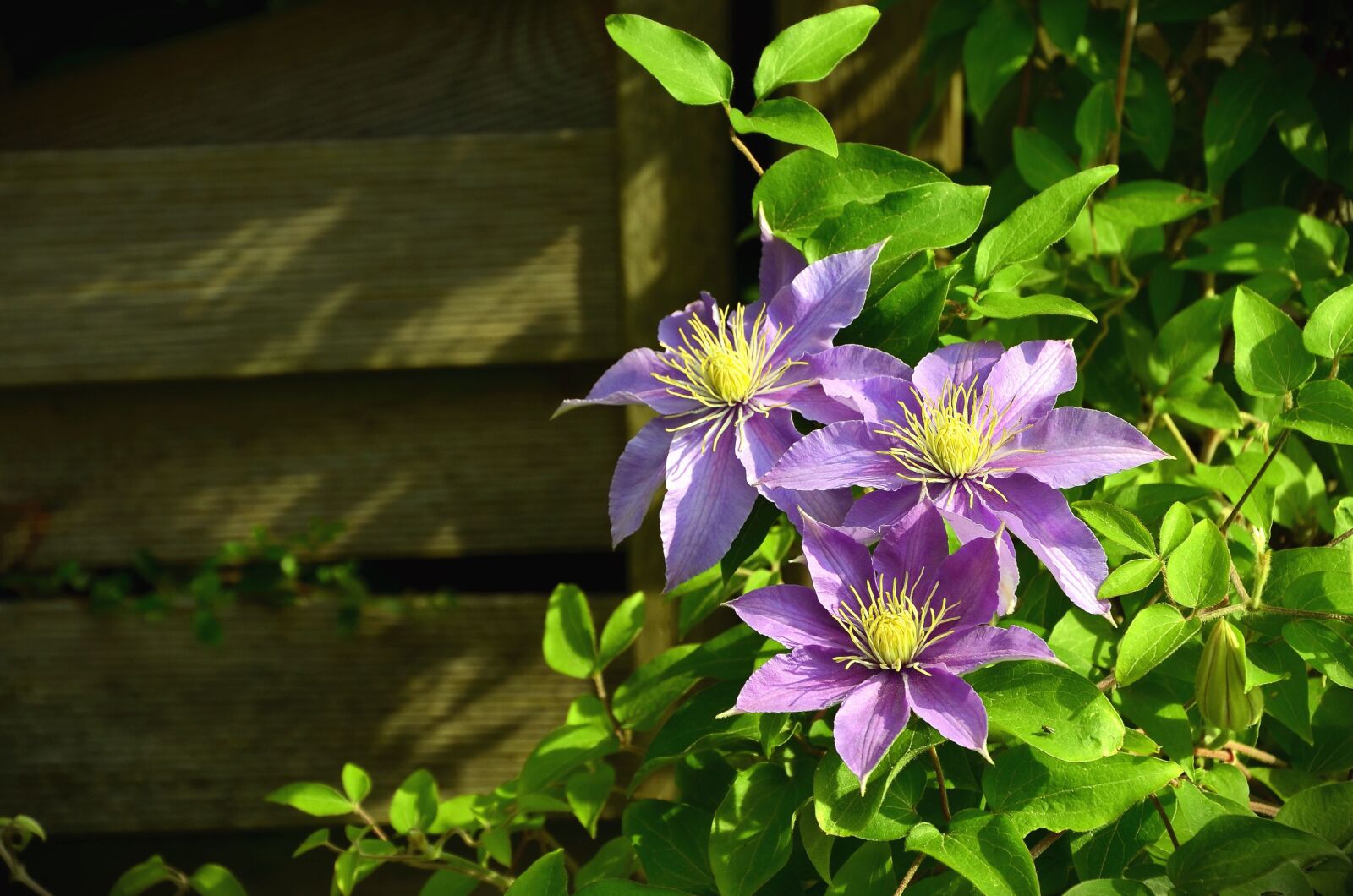 Nikon D5100 sample photo. Flower, fence, plank, leaf photography