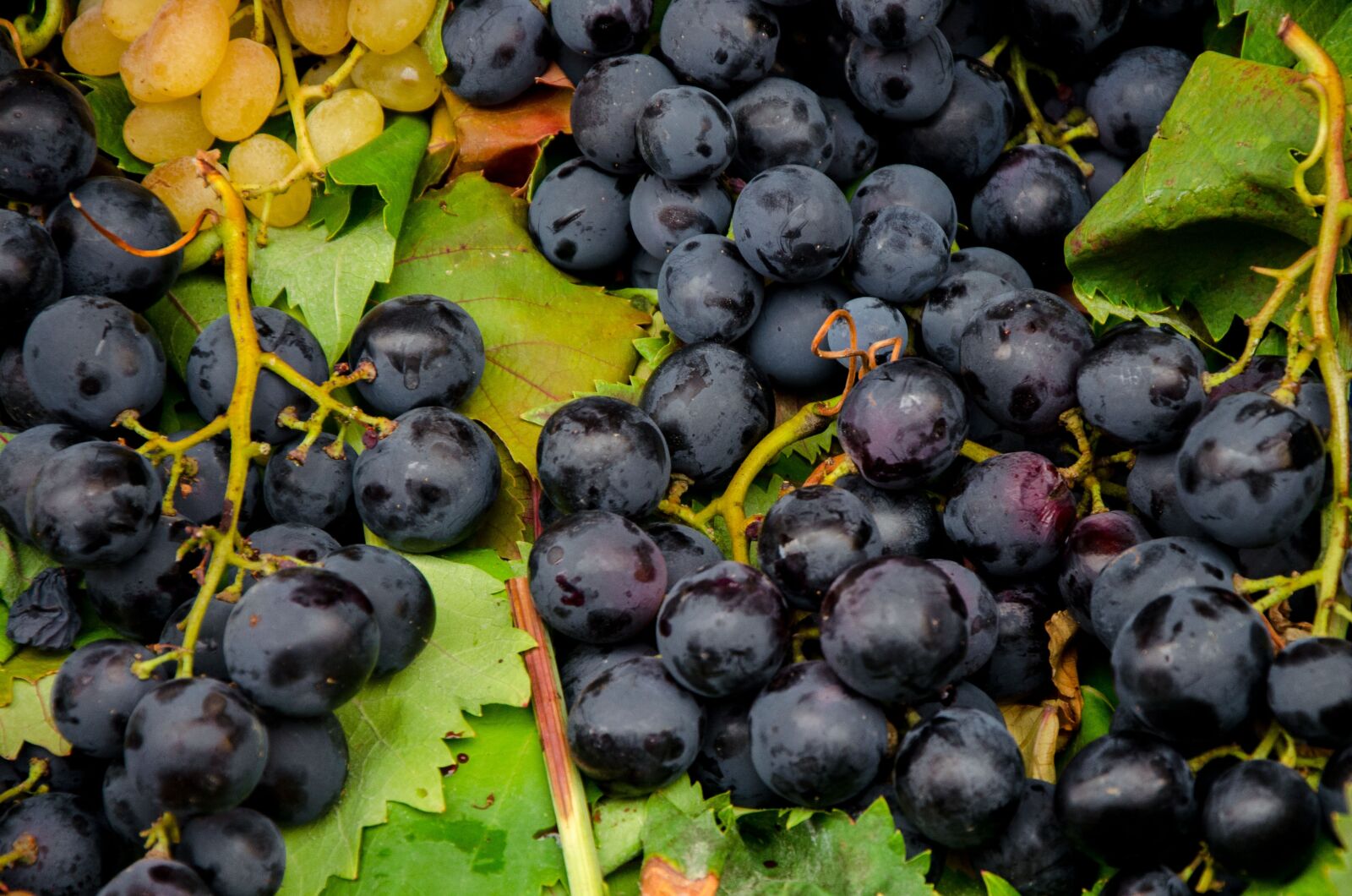 Nikon D5100 sample photo. Grapes, blue, wine photography