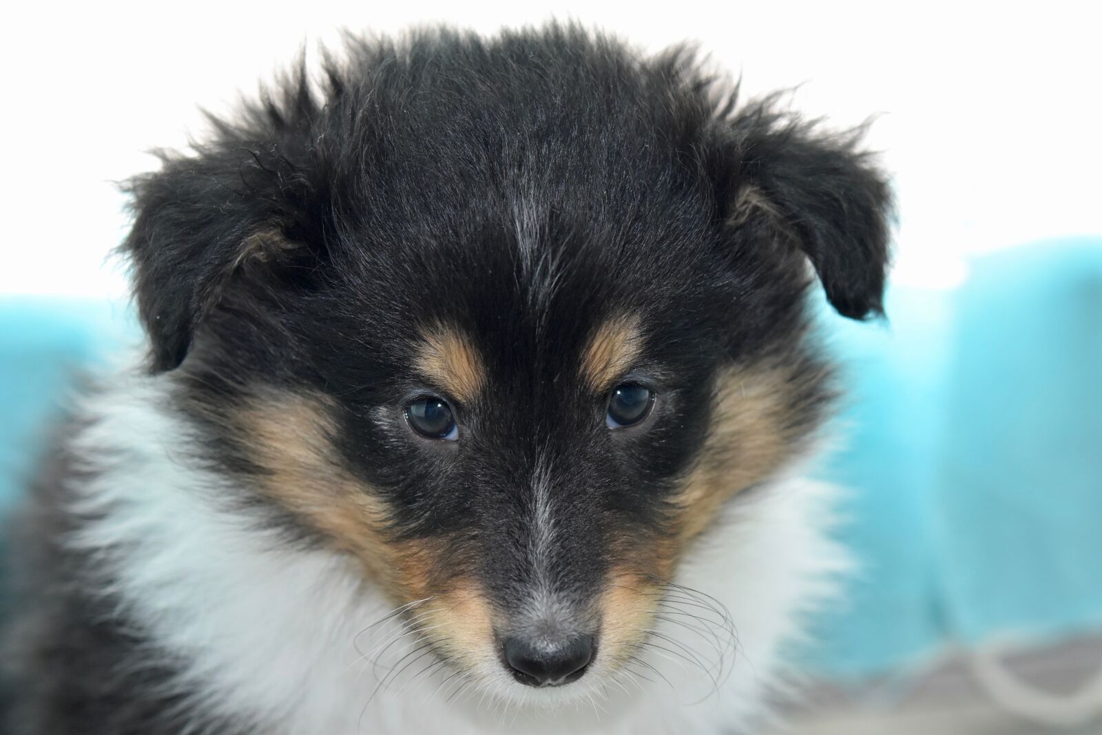 Nikon D5600 sample photo. Puppy, puppy shetland sheepdog photography