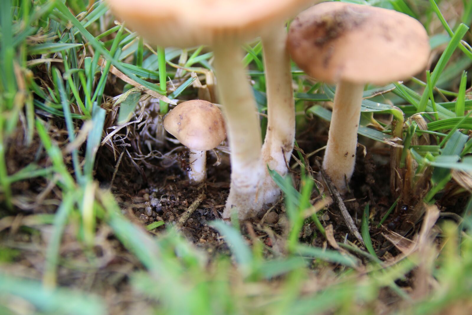 Canon EOS 1200D (EOS Rebel T5 / EOS Kiss X70 / EOS Hi) sample photo. Mushrooms, ant, rush photography