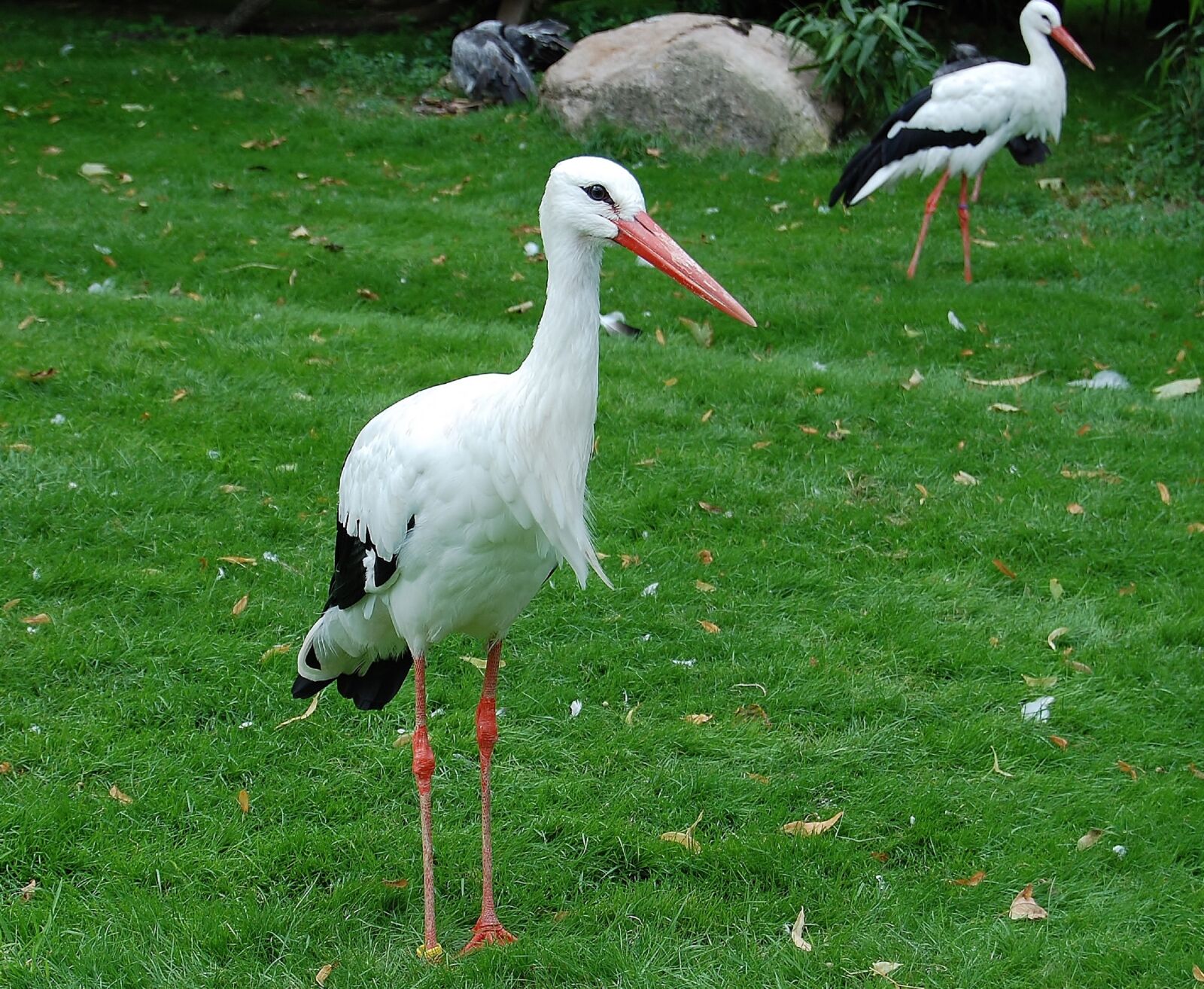 Nikon D40 sample photo. Stork, bird, animal world photography