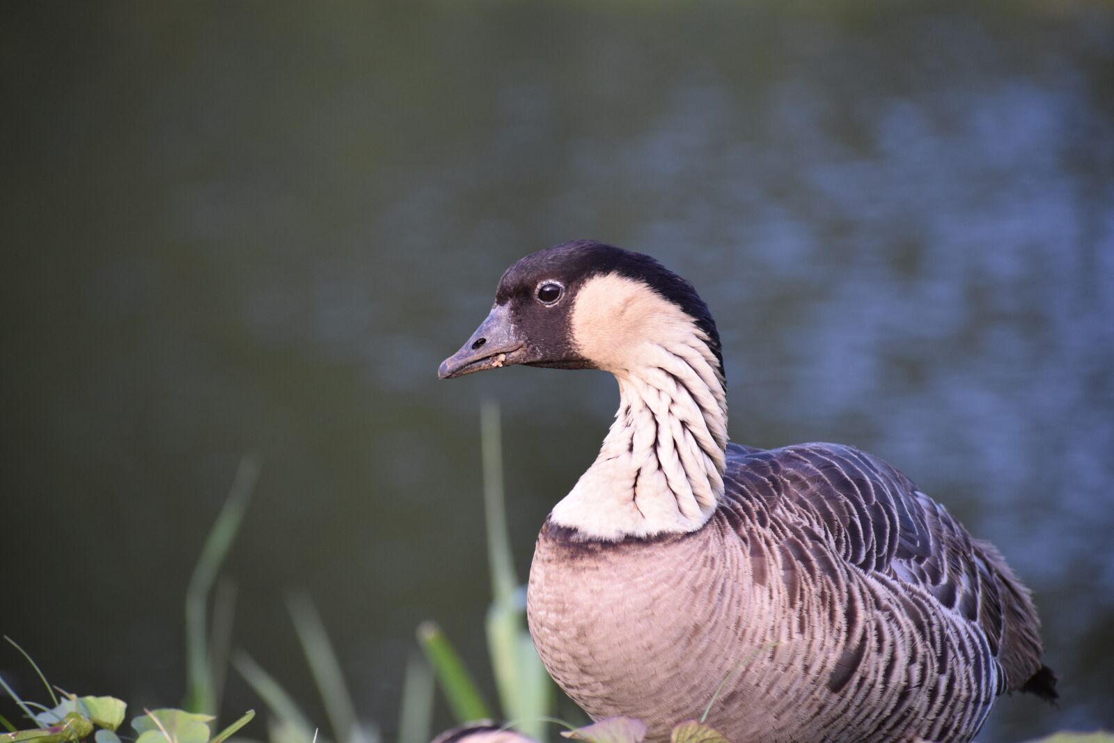 Nikon D3400 sample photo. Goose, bird, nene photography