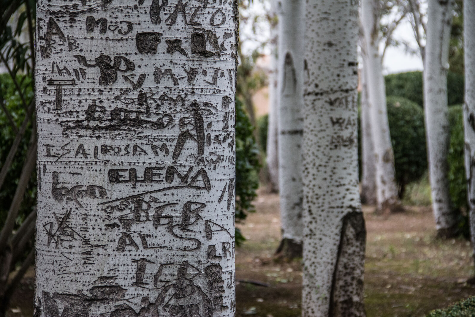Canon EOS 60D sample photo