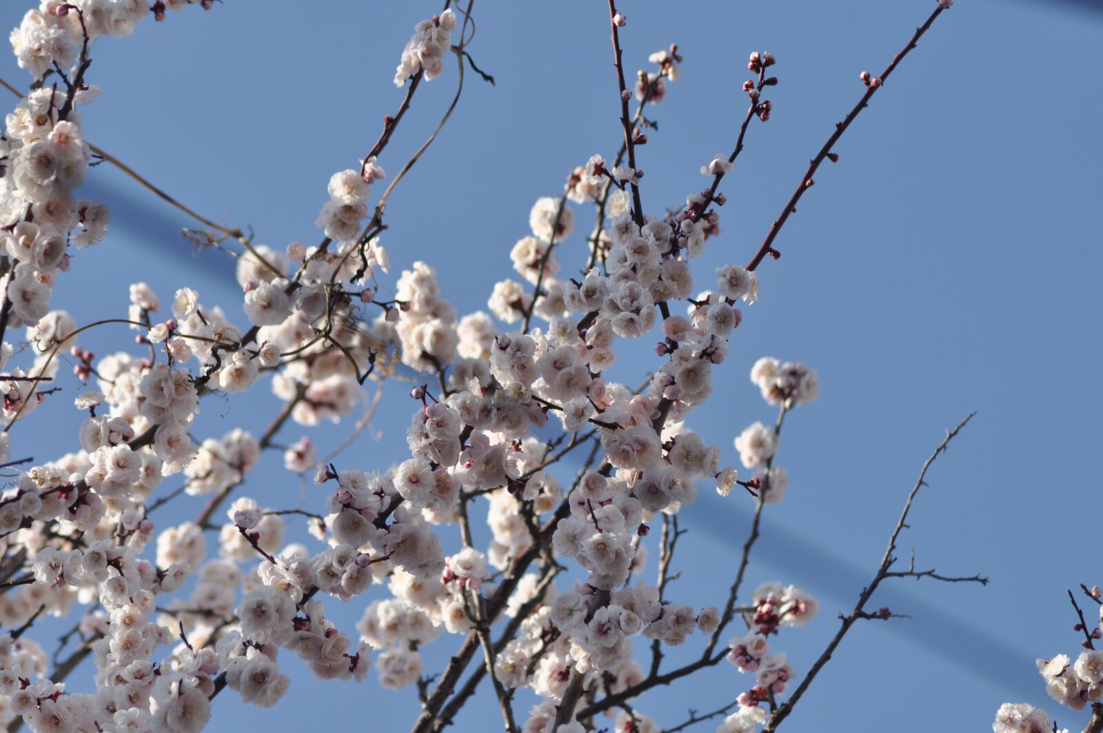Nikon D90 sample photo. Plum, prunus mume, flowers photography