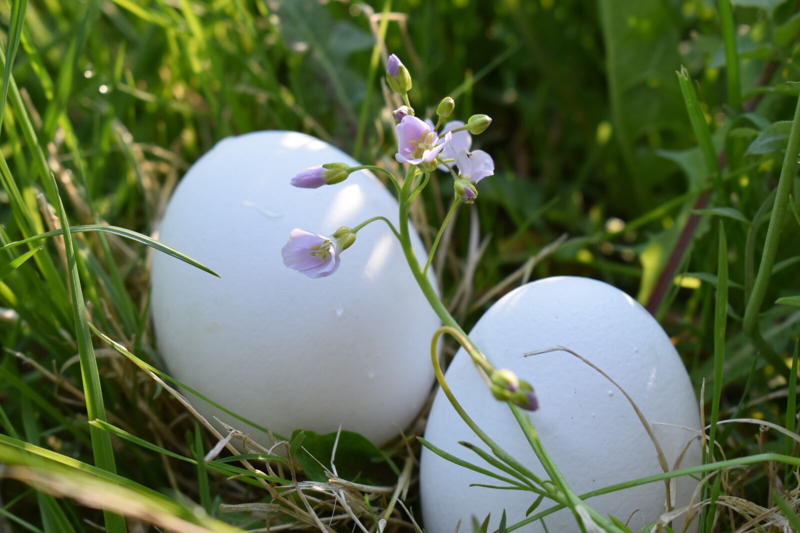 Nikon D5500 sample photo. Easter, egg, spring photography