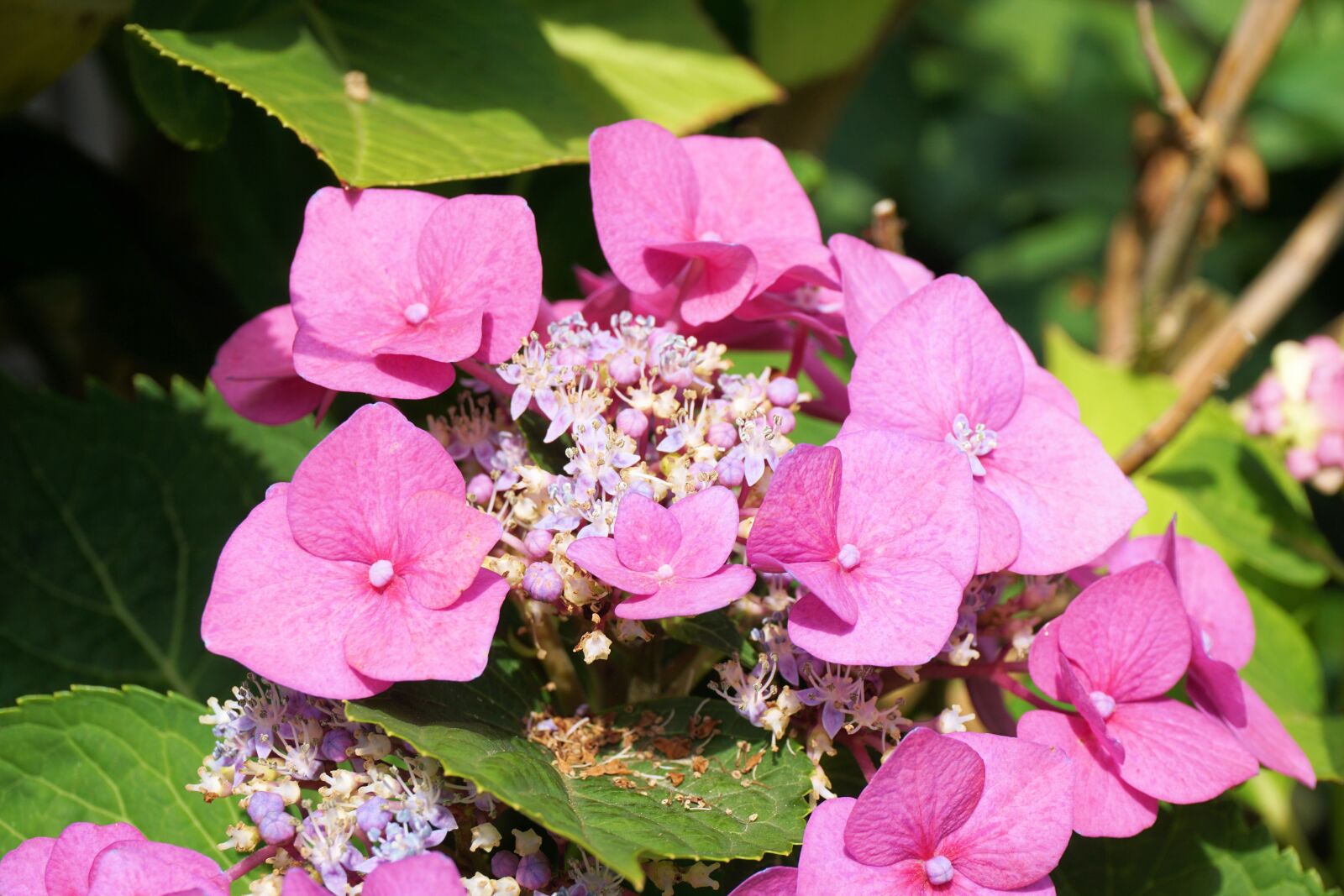 Sony a6000 sample photo. Hydrangeas, flower, blossom photography