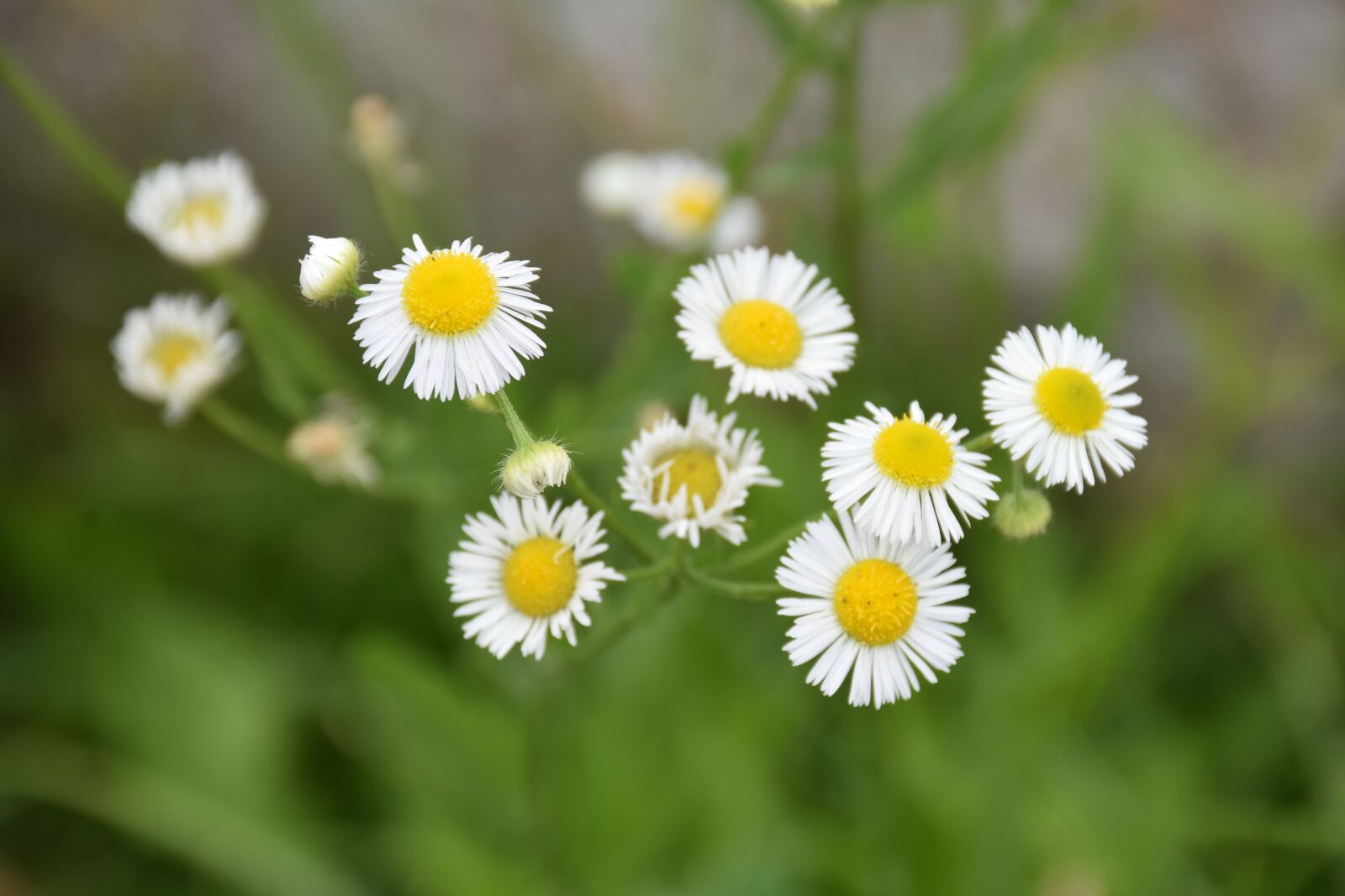 Nikon D7200 sample photo. Little daisy, flower, plants photography