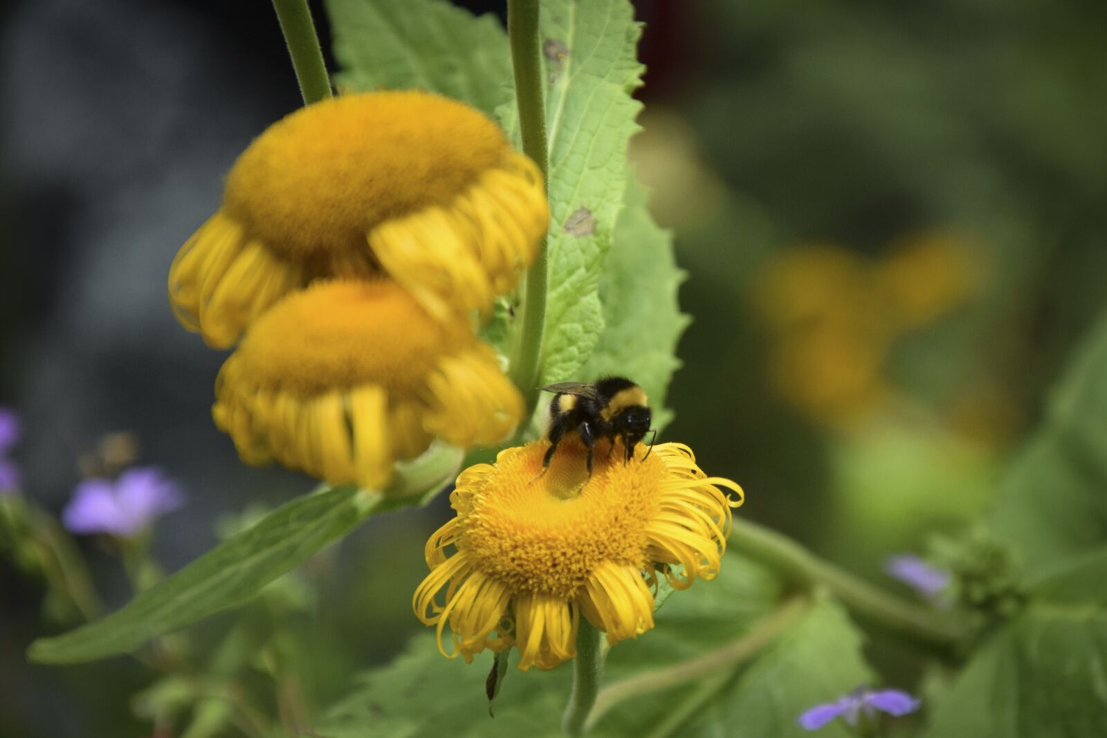Nikon D5300 sample photo. Blossom, bloom, bee photography