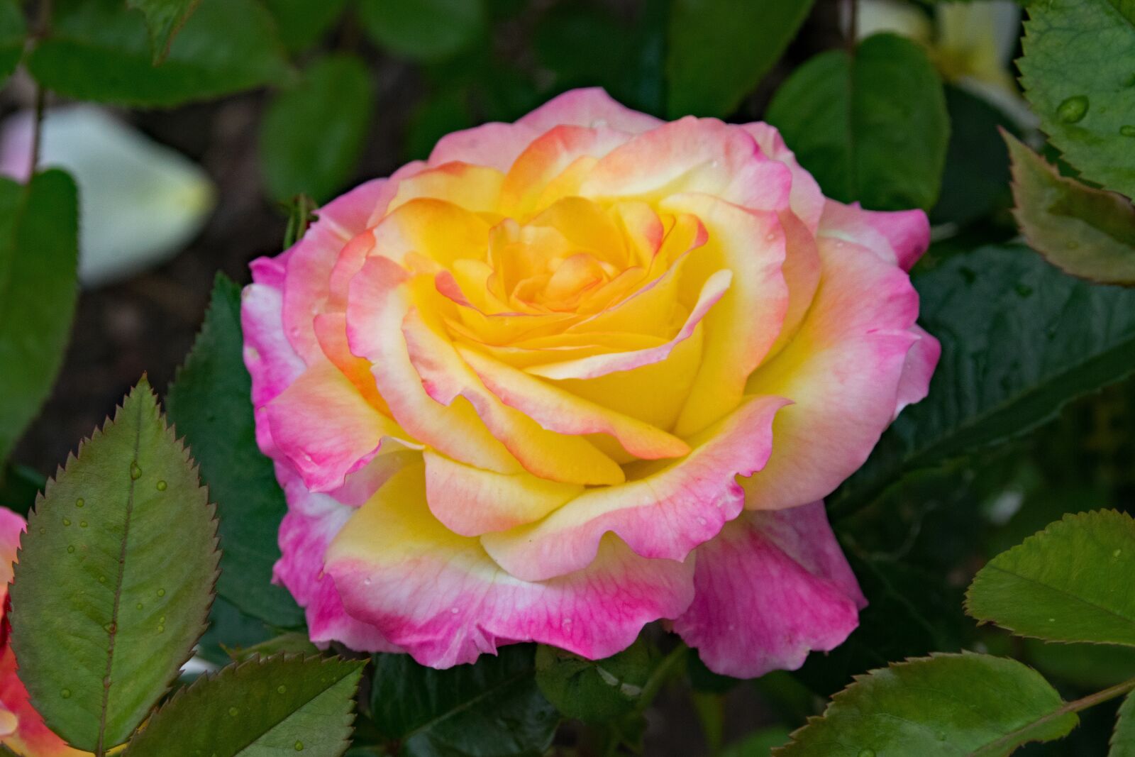 Nikon D5300 sample photo. Rose, pillnitz, shrub rose photography