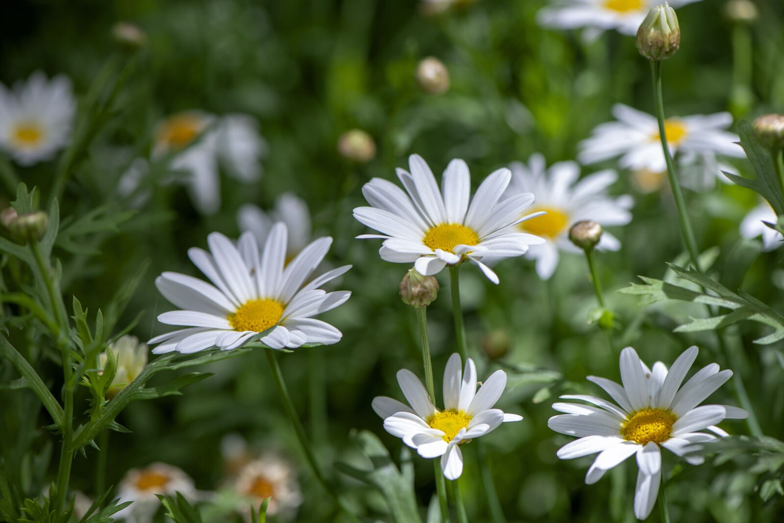 Nikon D610 sample photo. Daisies flowers, spring, white photography