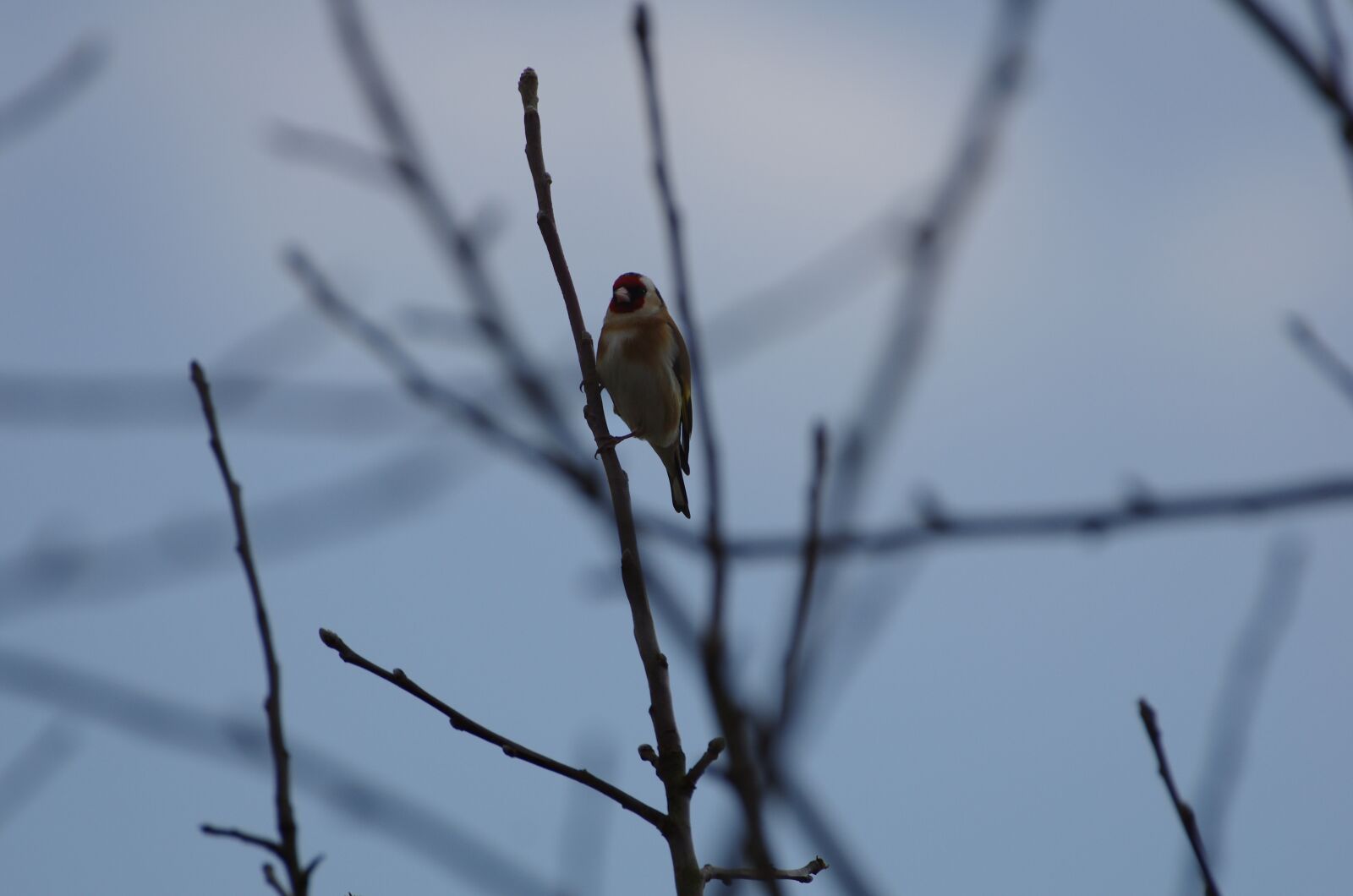 Pentax K-5 sample photo. Stieglitz, goldfinch, bird photography