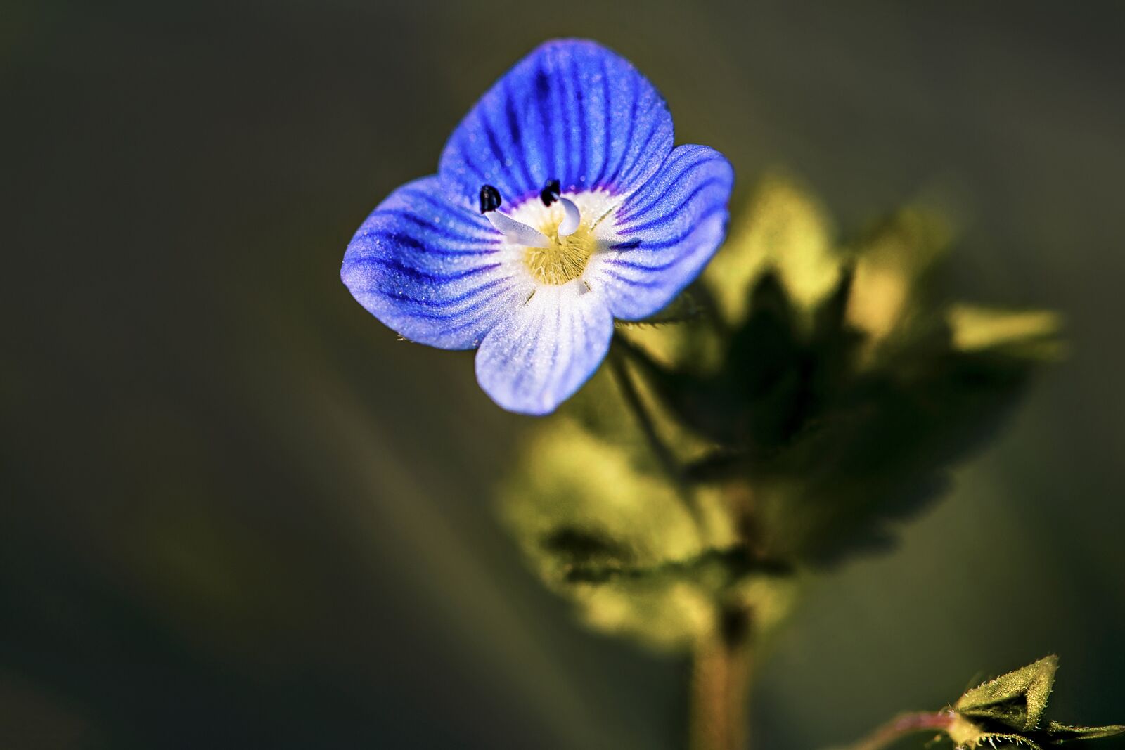 Nikon D3S sample photo. Flower, baby blue eyes photography