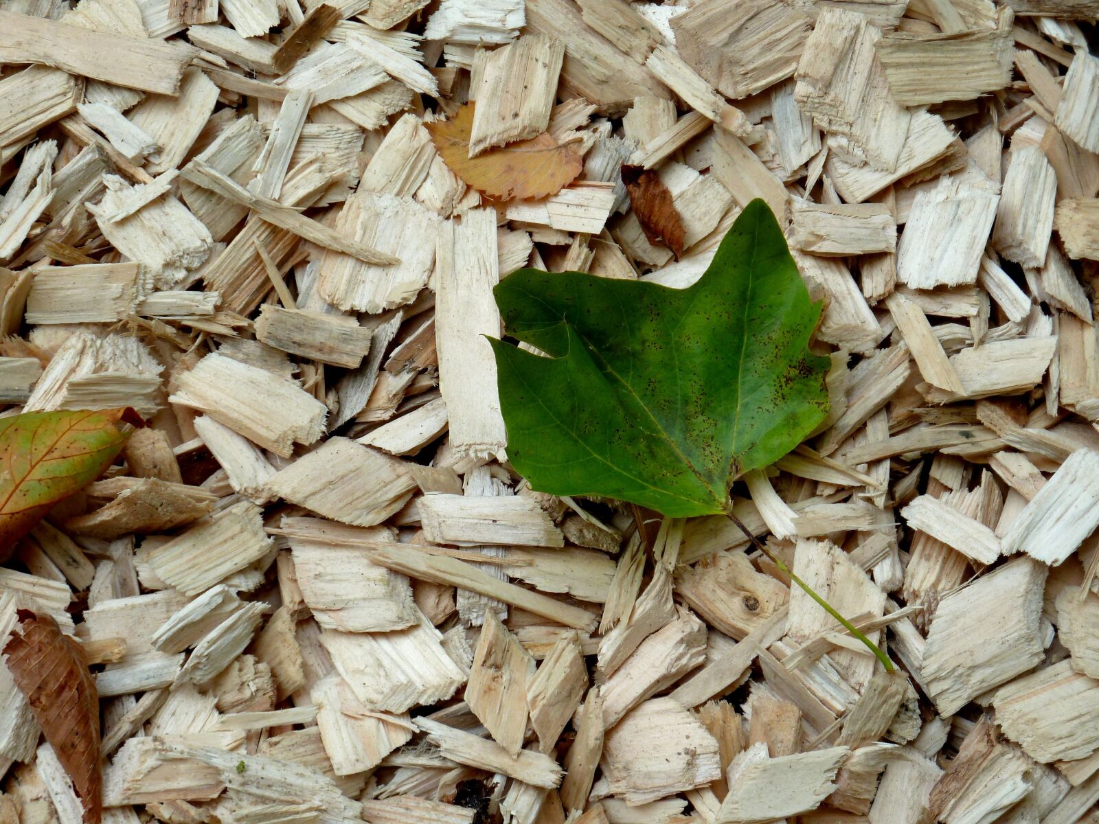 Panasonic Lumix DMC-ZS7 (Lumix DMC-TZ10) sample photo. Wood chips, leaf, autumn photography