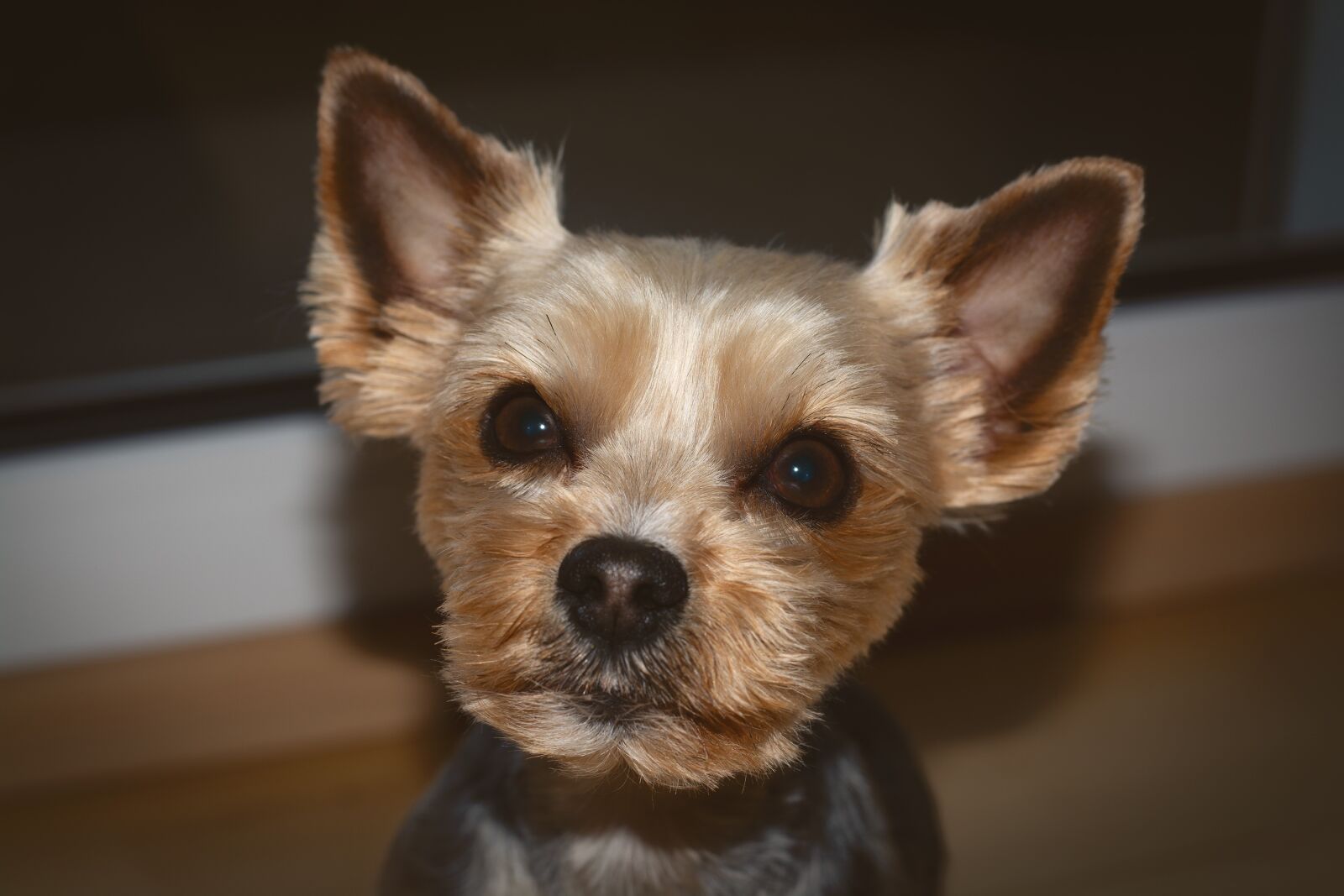 Nikon D7100 sample photo. Dog, yorki, yorkshire photography