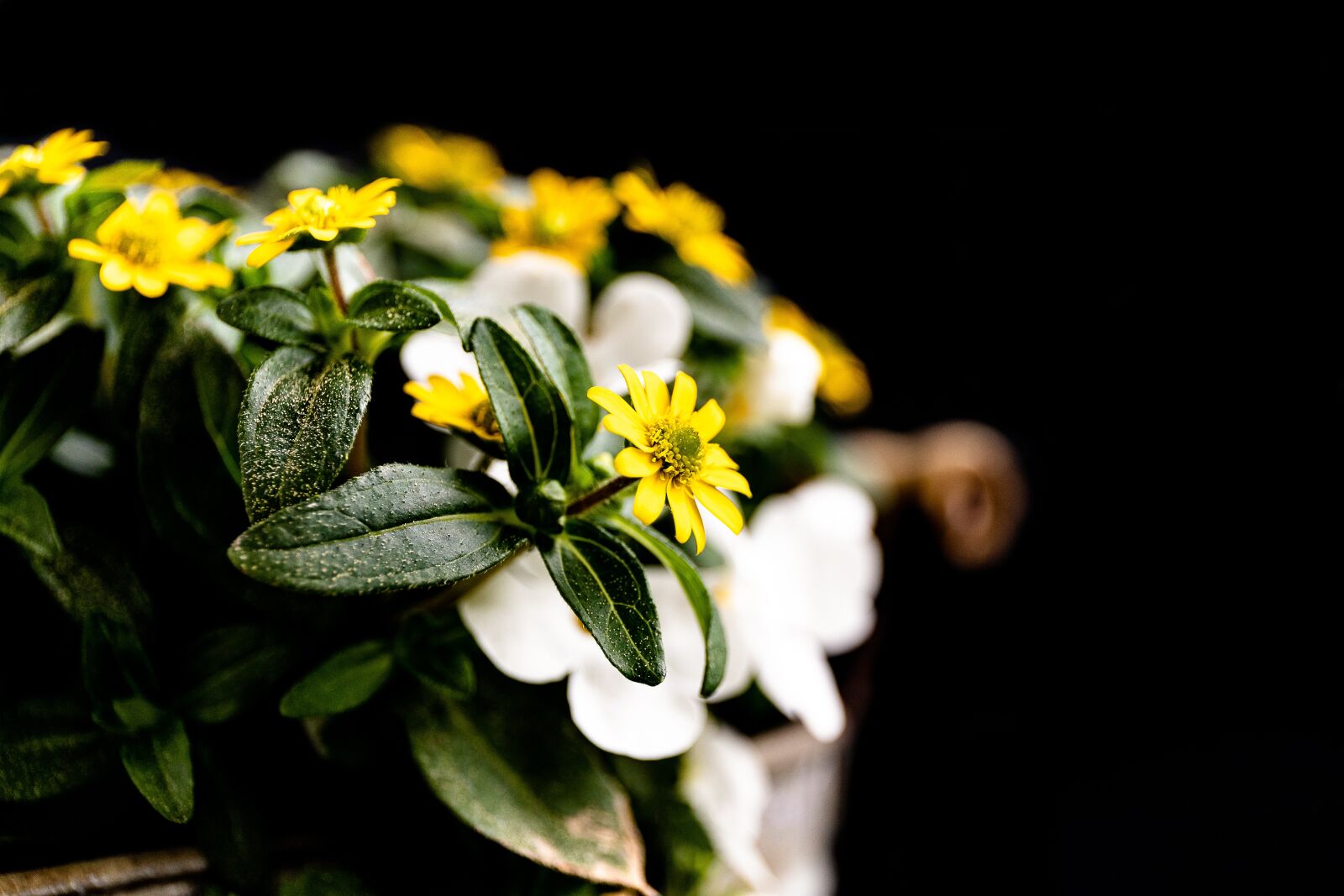 Canon EOS 6D Mark II + Canon EF 24-70mm F4L IS USM sample photo. Hussars head, plant, ornamental photography