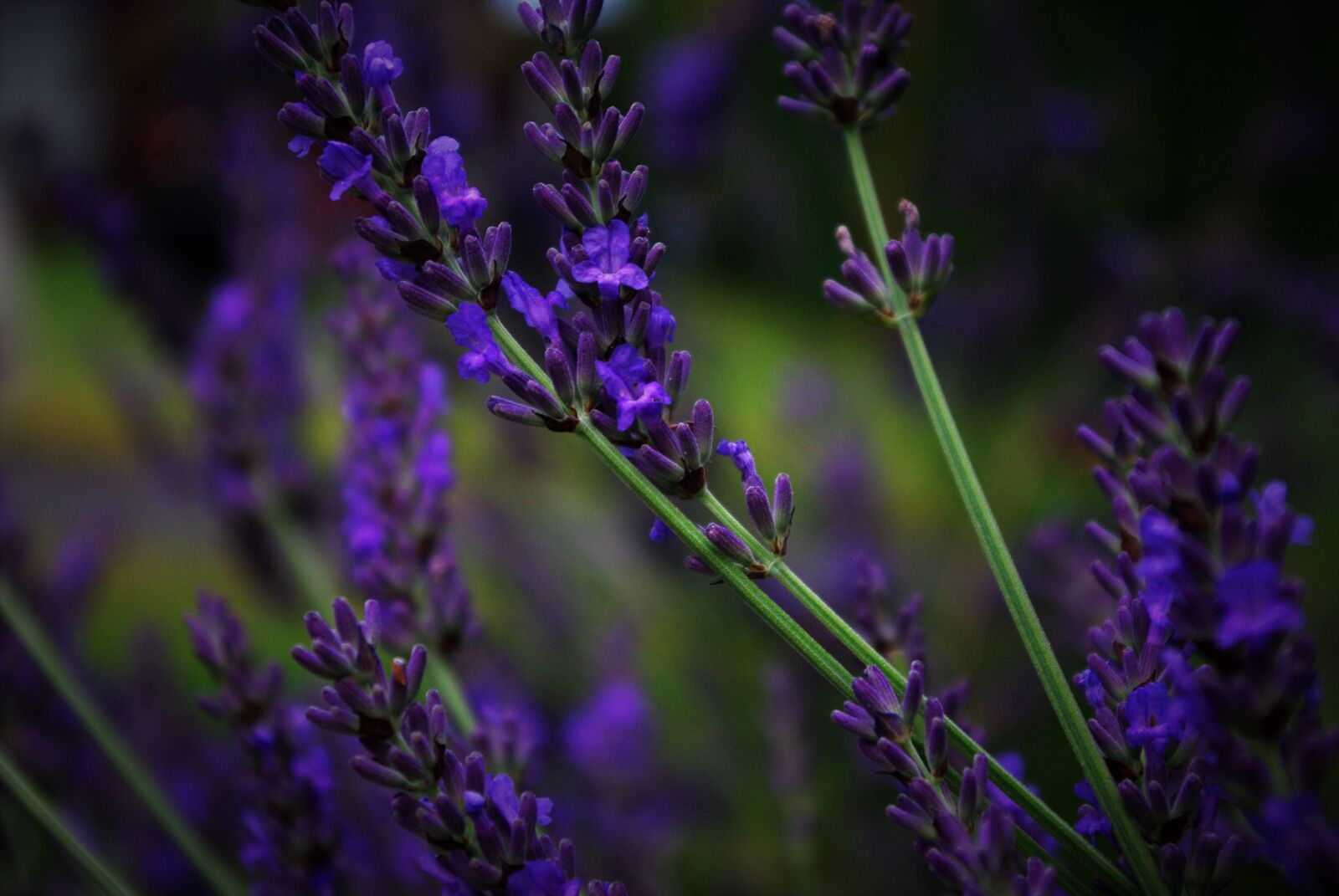 Pentax K-m (K2000) sample photo. Lavender, flower, plant photography
