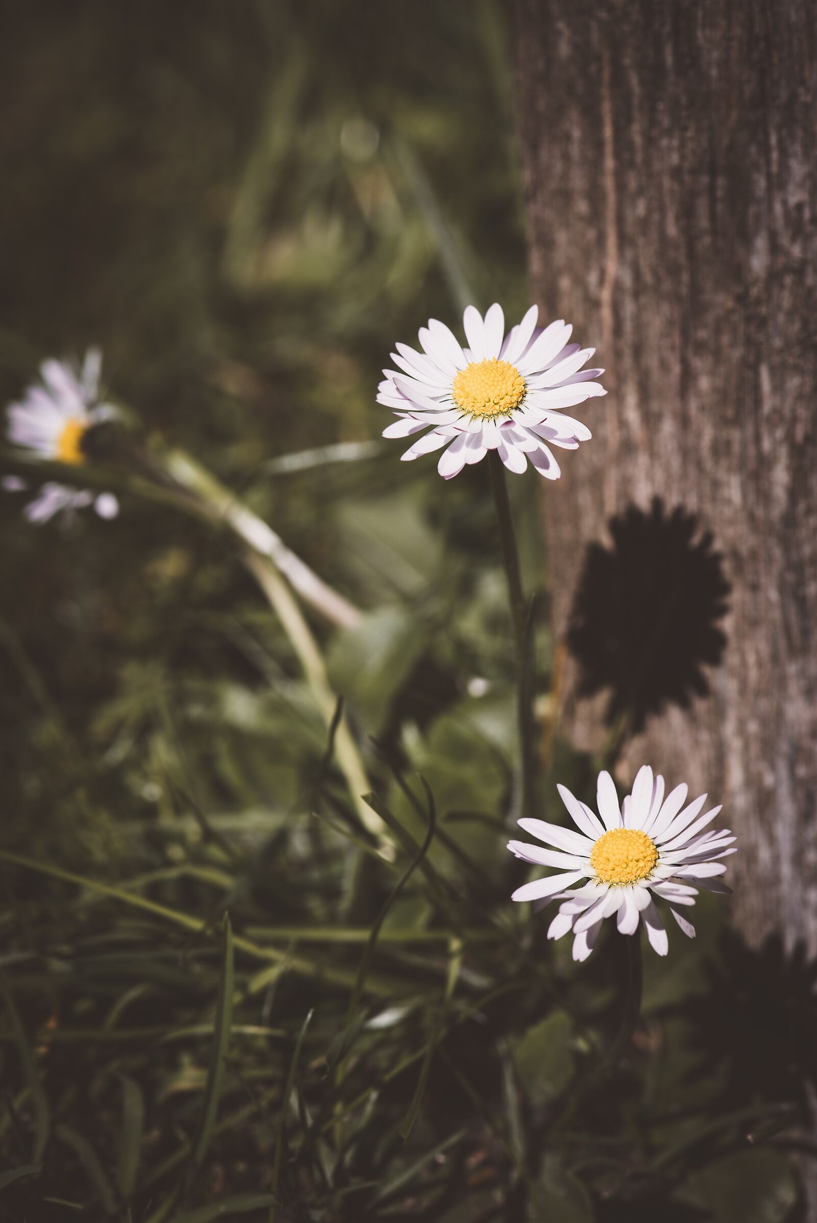 Nikon D750 sample photo. Daisy, wildflowers, flower photography