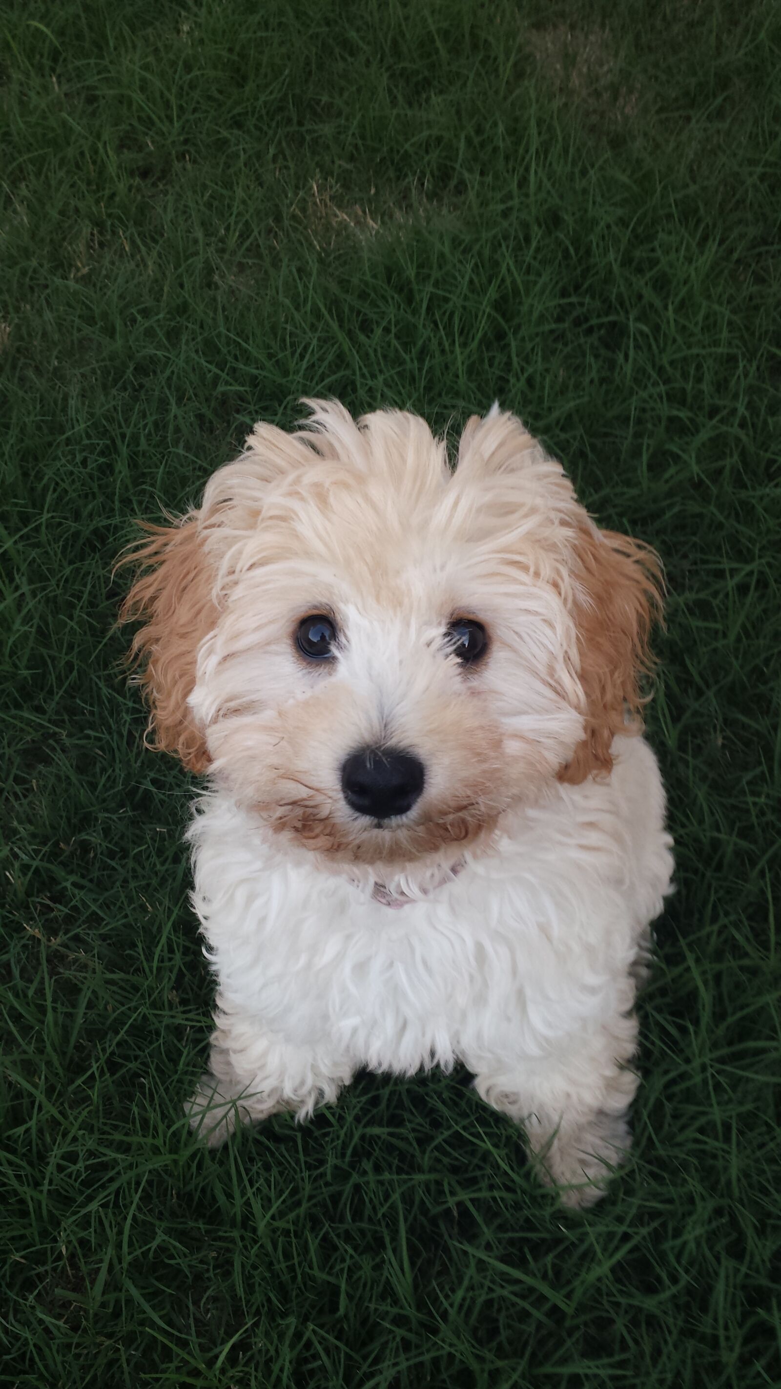 Samsung Galaxy S4 sample photo. Dog, puppy photography