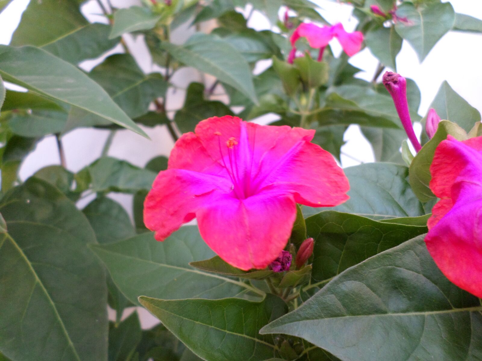 Samsung ST72/ST73 sample photo. Flowers, pink, nature photography