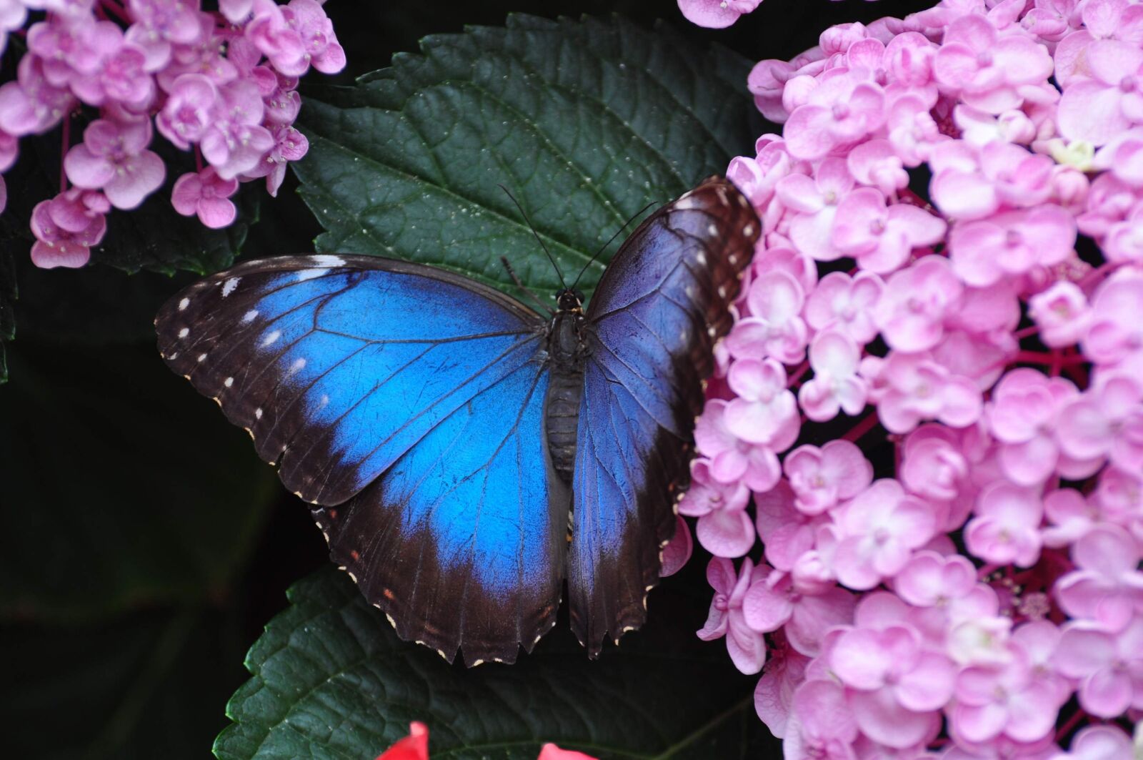 Nikon D90 sample photo. Insect, butterfly, blue photography