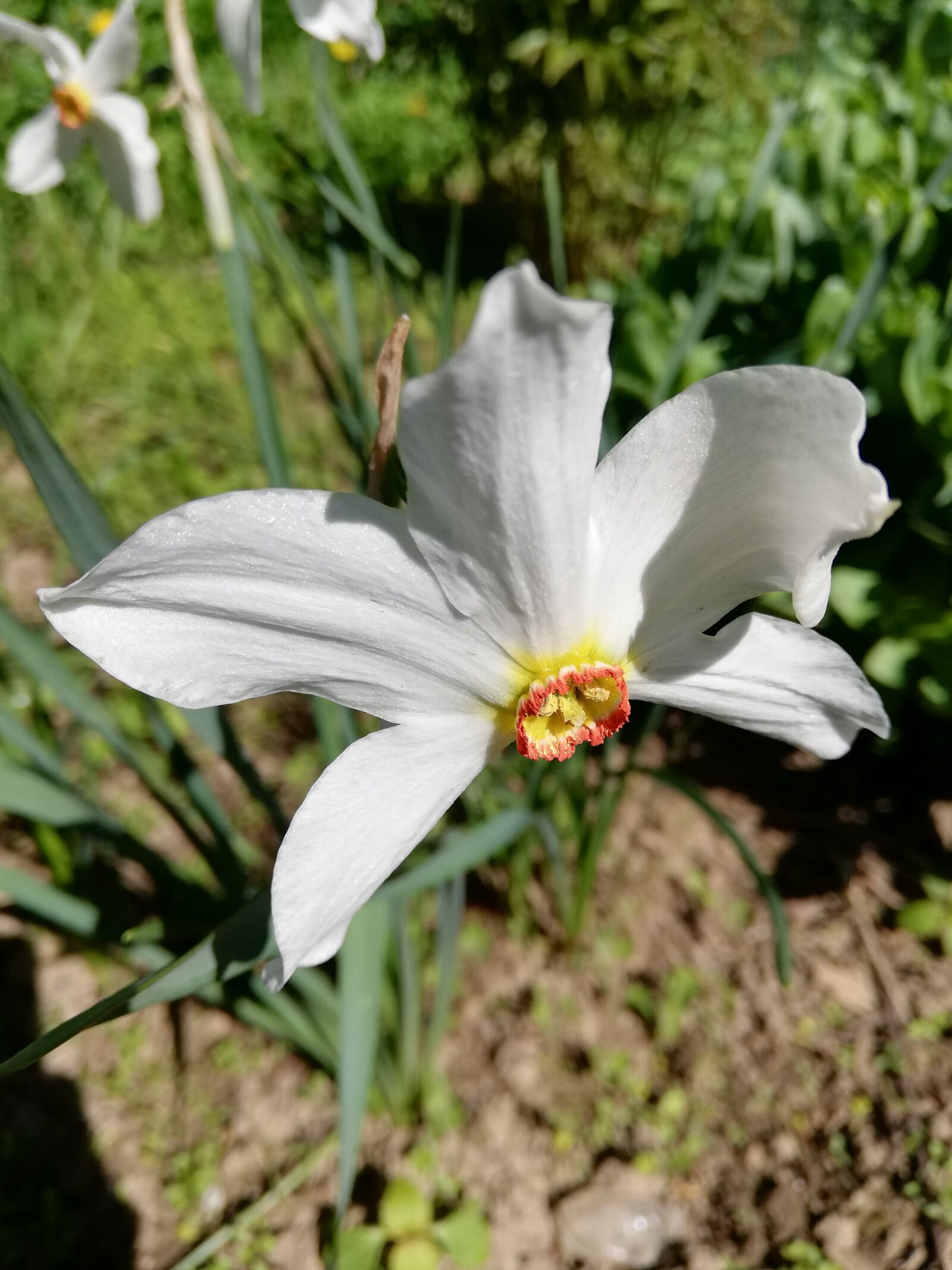HUAWEI P20 lite sample photo. White, flower, day photography