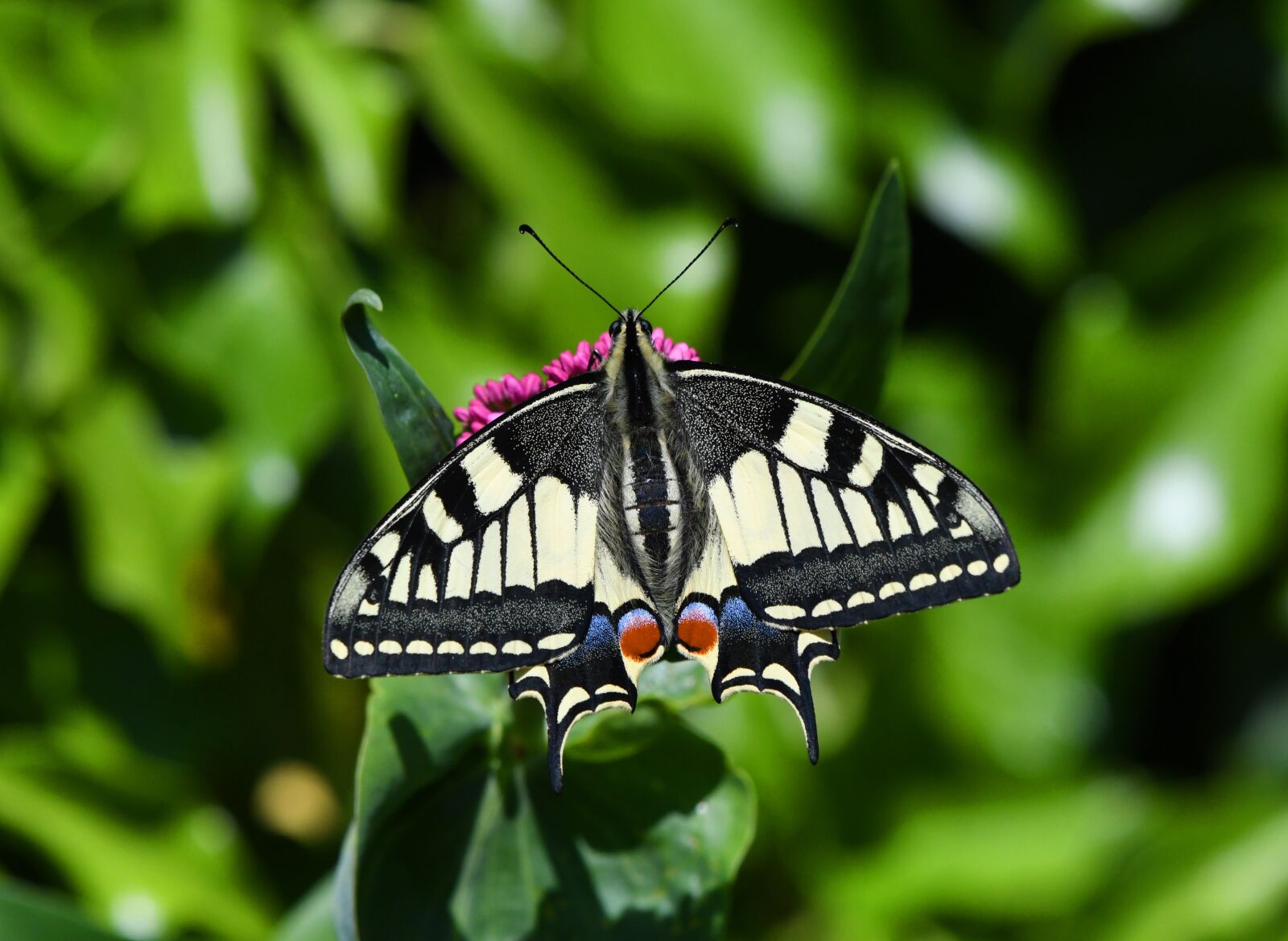 Nikon D500 sample photo. Swallowtail, butterfly, papilionidae photography