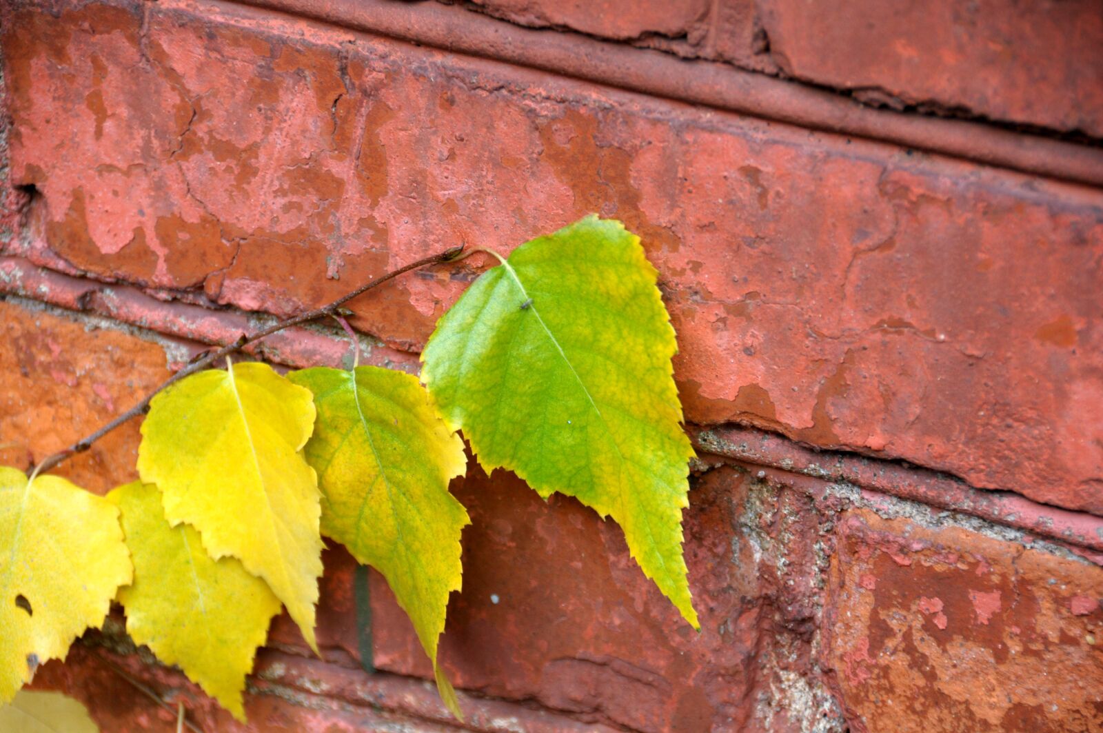 Nikon D300S sample photo. Autumn, sheet, birch photography