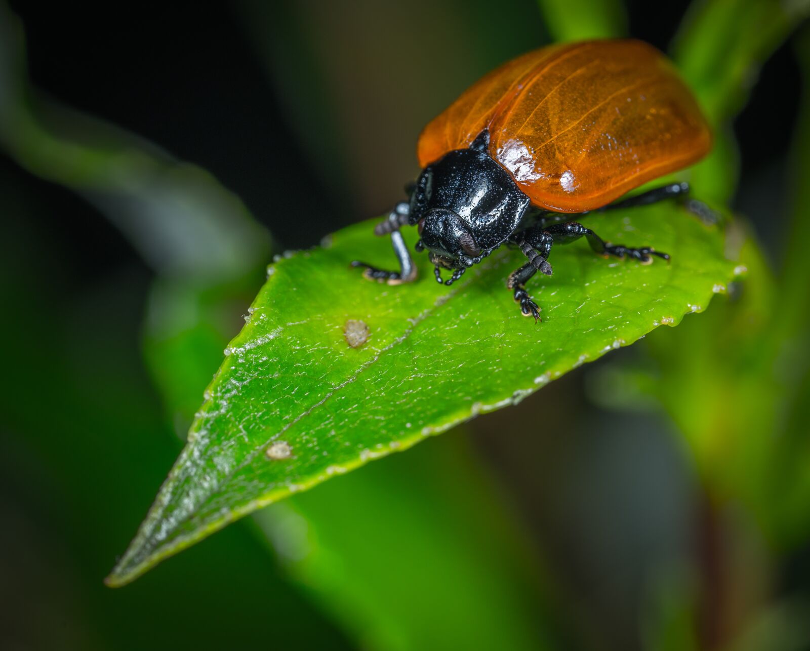 #124 65/2.8 sample photo. Insect, beetle, bespozvonochnoe photography