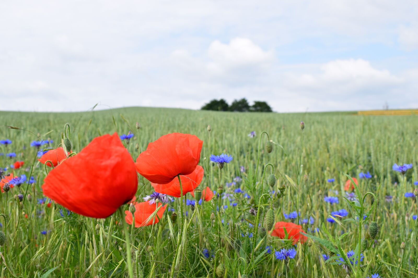 Nikon D5300 sample photo. Poppy, nature, field photography