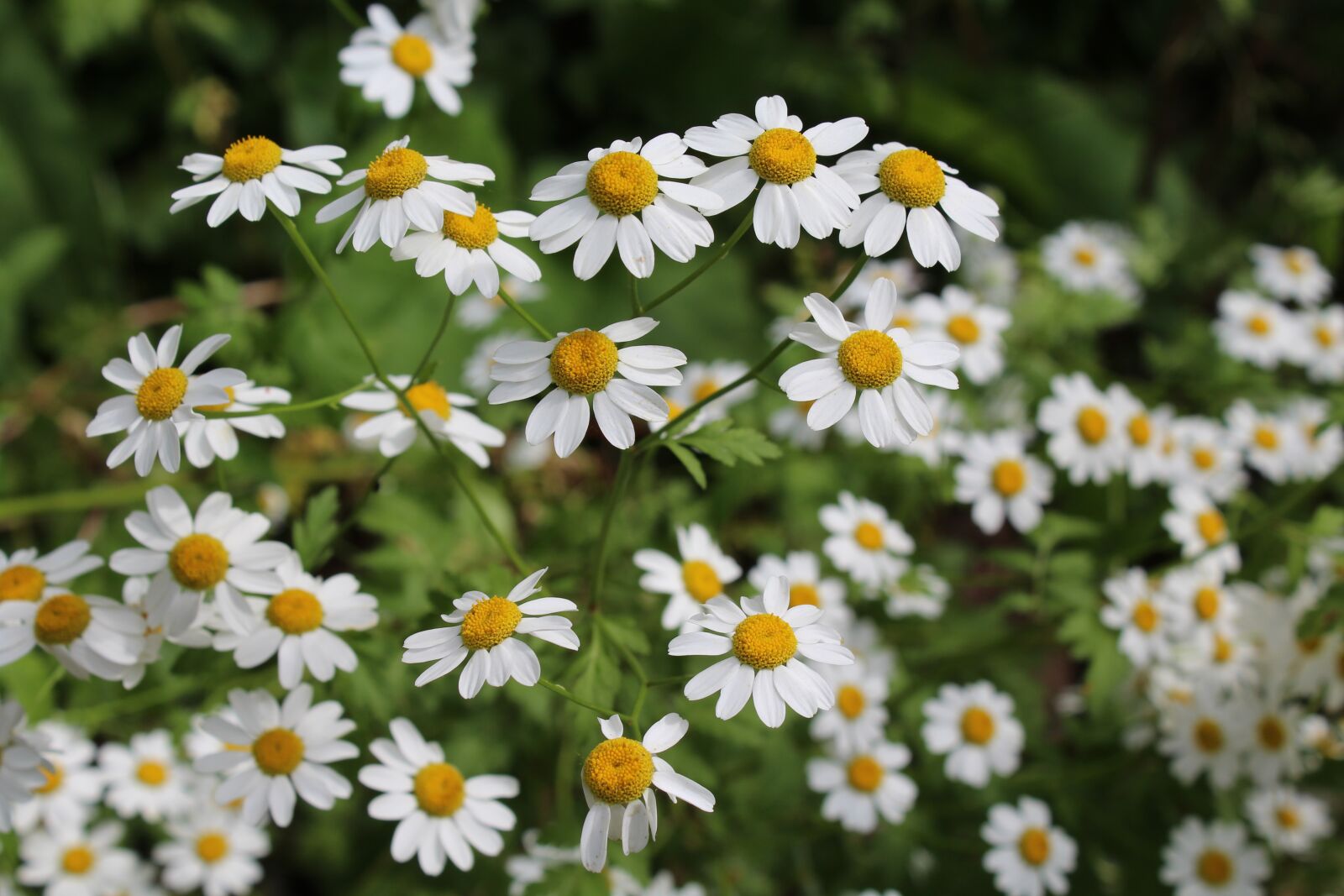 Canon EOS 1200D (EOS Rebel T5 / EOS Kiss X70 / EOS Hi) sample photo. Daisy, flower, beautiful photography