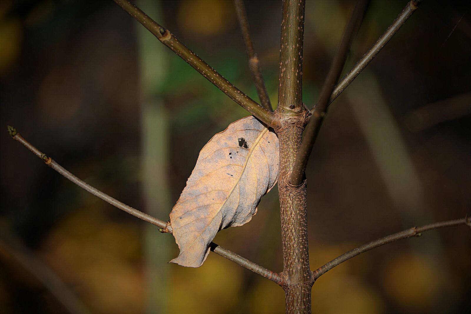 Nikon D610 sample photo. Withered leaf, dry, autumn photography