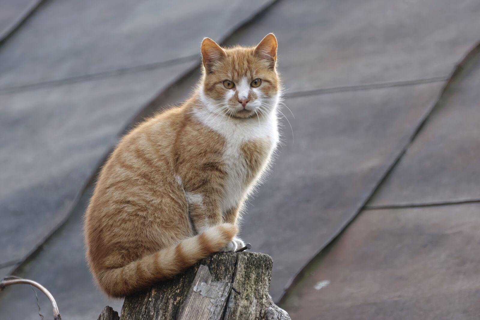 Nikon D5300 sample photo. Cat, pet, domestic photography