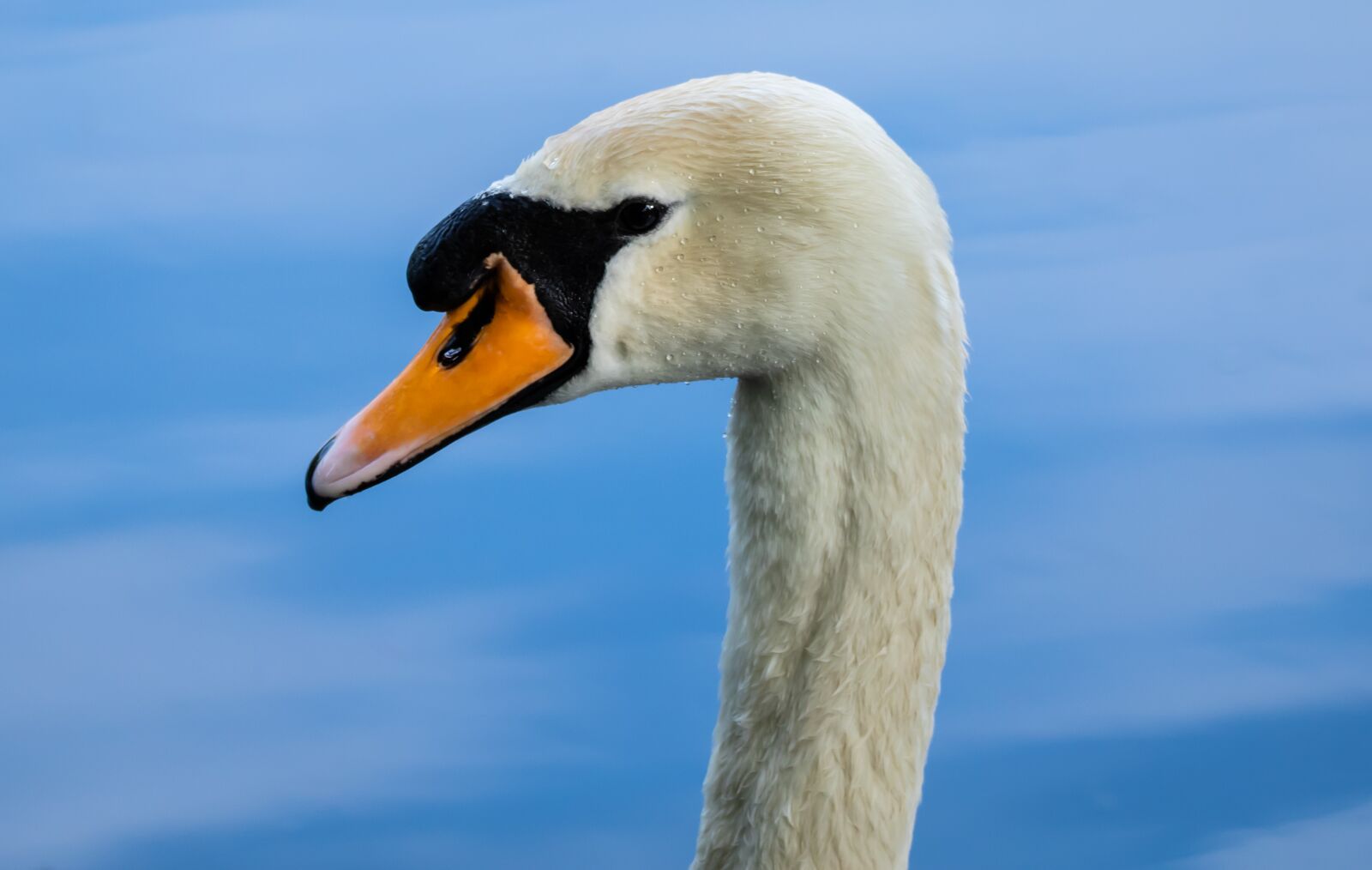 Canon EOS 7D Mark II + 150-600mm F5-6.3 DG OS HSM | Contemporary 015 sample photo. Swan, close up, lake photography