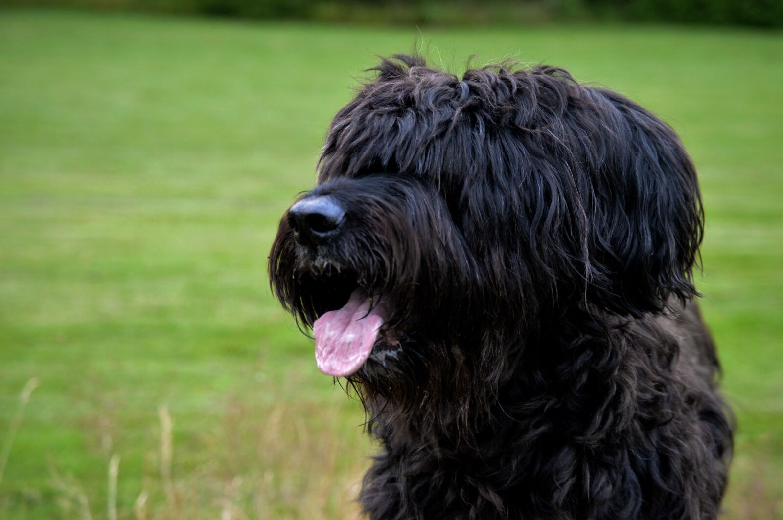 Nikon D3200 sample photo. Dog, briard, tongue photography