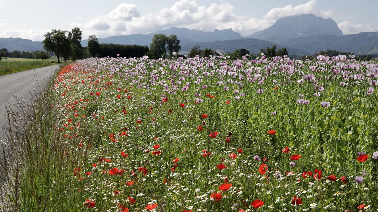 Canon EOS R sample photo. Poppy, klatschmohn, opium poppy photography