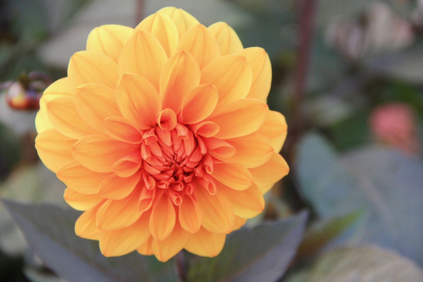 Canon EOS 60D sample photo. Blossom, spring, bloom photography