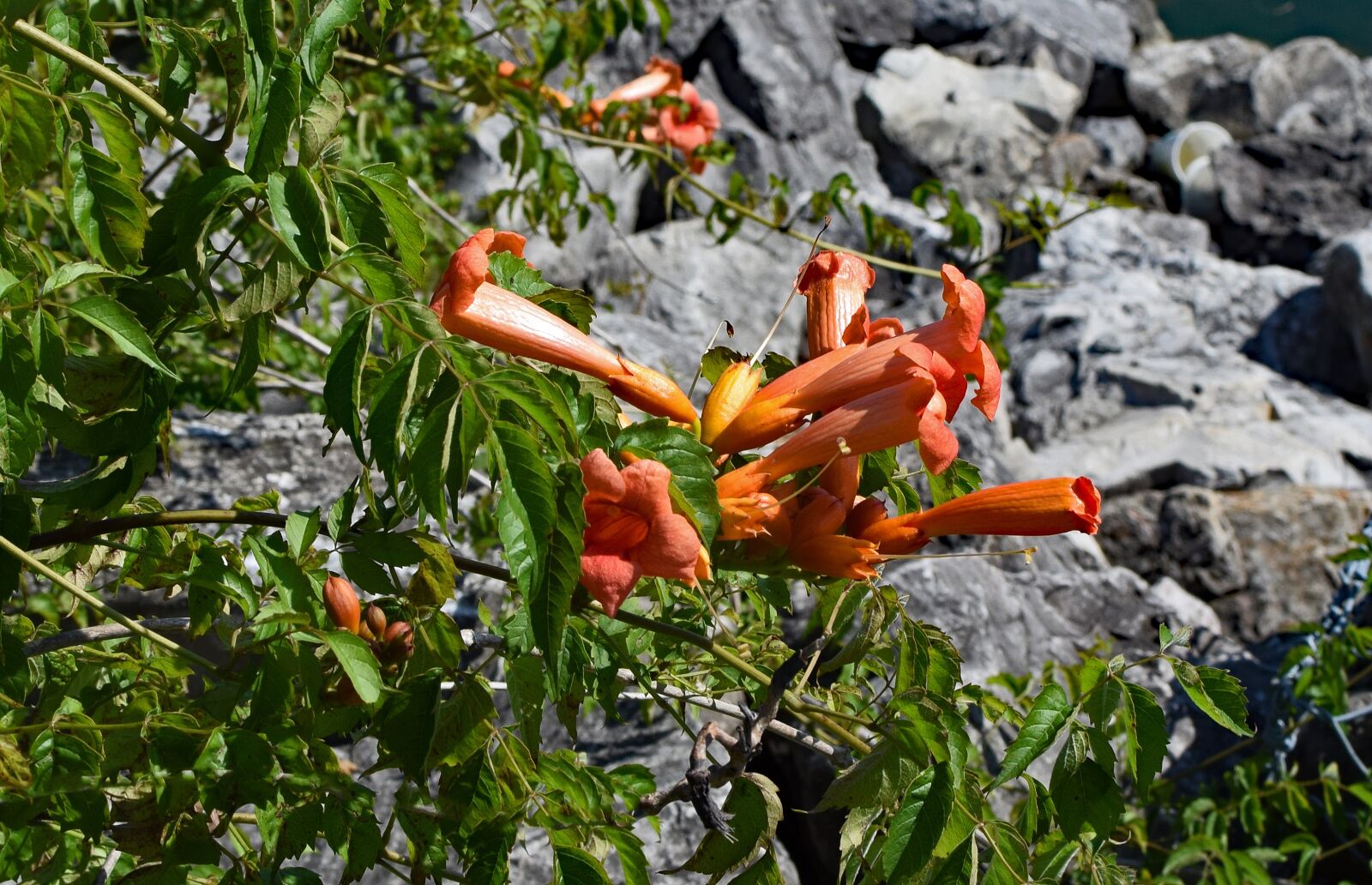 Nikon D3300 sample photo. Wild trumpet creeper, wildflower photography