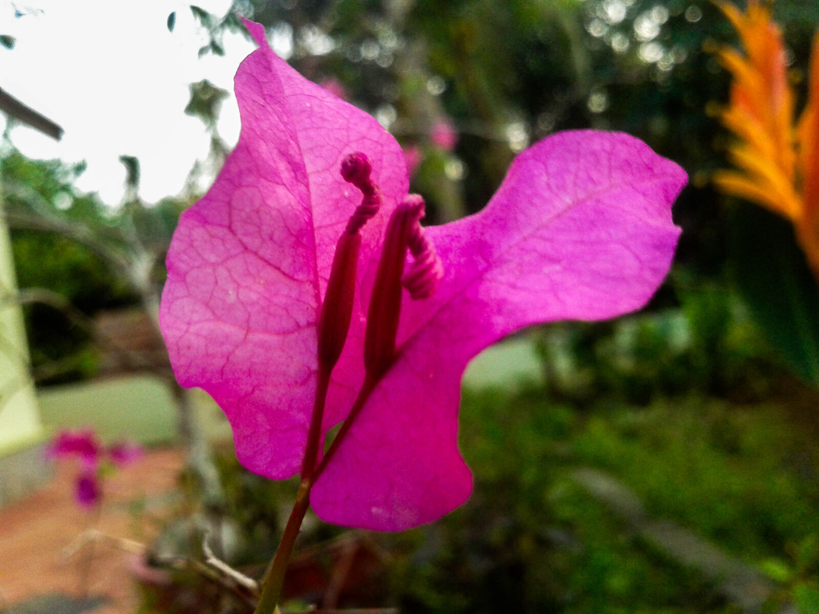 Samsung Galaxy Fit sample photo. Flower, flowers, kerala, nature photography