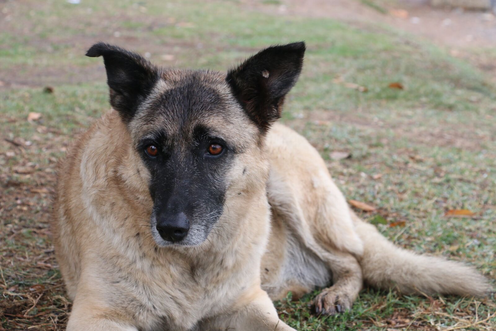 Canon EOS 70D sample photo. Dog, sleep, animal photography