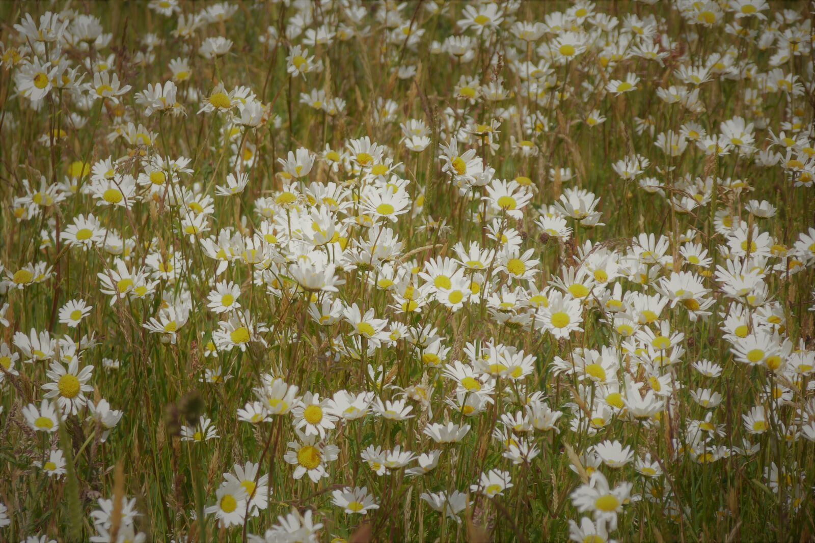 Panasonic Lumix DMC-FZ40 (Lumix DMC-FZ45) sample photo. Wildflowers, oxeye, daisy photography